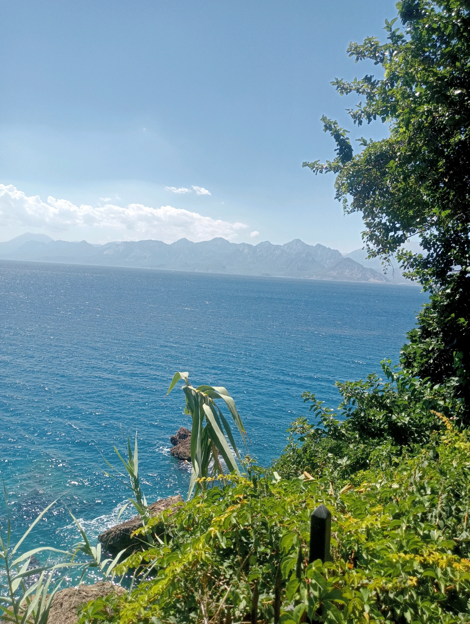 A scenic vista overlooking the Mediterranean Sea in Antalya, Turkey, is captured under a clear blue sky dotted with scattered white clouds. The deep blue water is agitated, with whitecaps and reflections of sunlight visible on its surface. In the distance, a range of majestic mountains forms the horizon, their peaks softened by atmospheric haze.
The foreground is dominated by lush green foliage, with various plants and trees encroaching into the frame. Some plants have long, blade-like leaves, while others are covered in smaller, heart-shaped leaves. A rough, rocky outcrop is visible at the water's edge, with a few sea stacks breaking the surface. A dark, pointed post stands amidst the vegetation on the right side of the image. The scene evokes a sense of natural beauty and tranquility, characteristic of the coastal landscapes of Antalya.