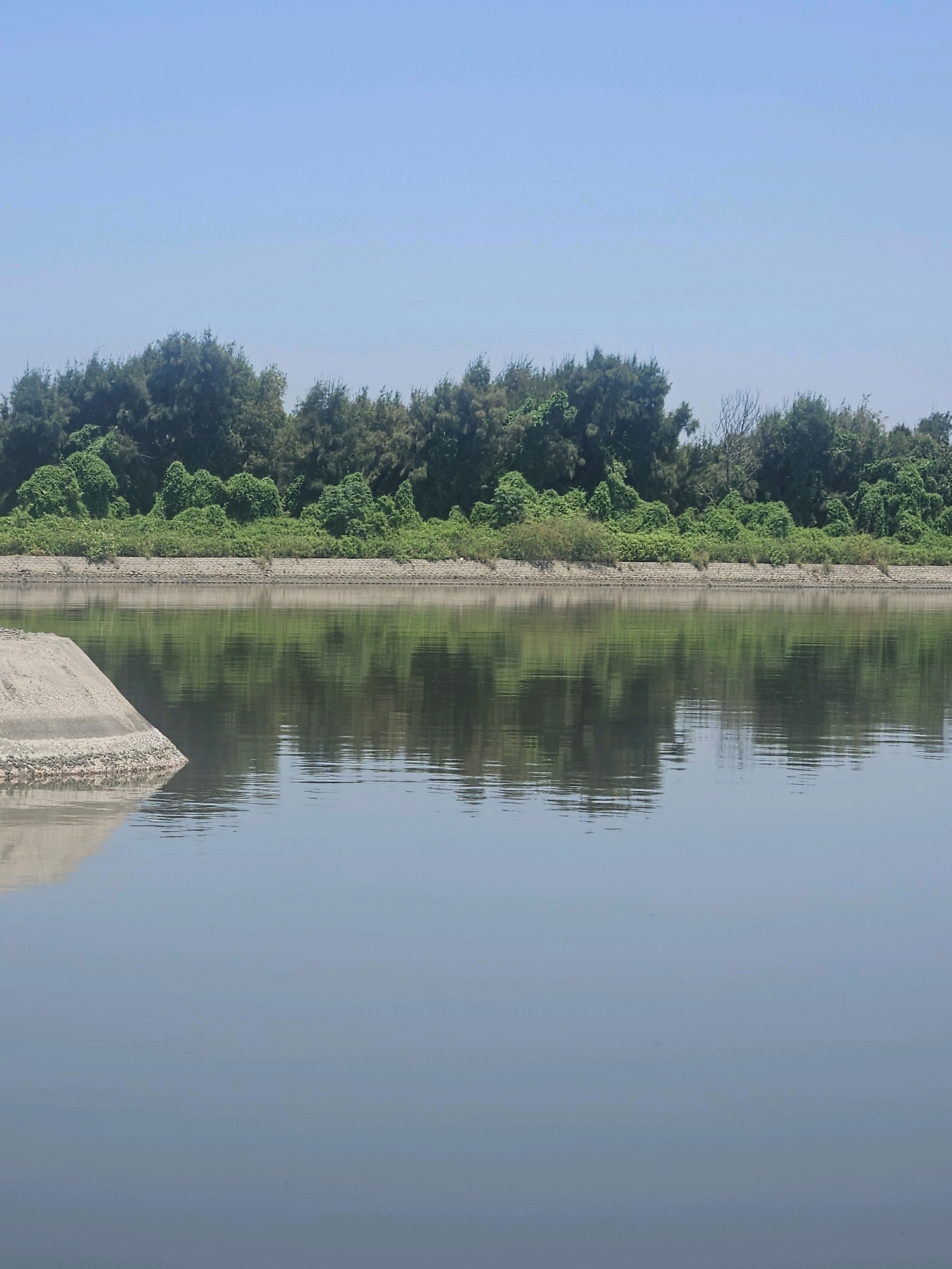 This image depicts a serene natural landscape in Taixi Township, Taiwan. The foreground is dominated by calm, reflective water, likely a river or canal, with a textured concrete embankment on the left side. Beyond the water, a lush, densely vegetated embankment forms the middle ground. A line of trees with varied foliage, some appearing as tall conifers and others as smaller leafy bushes, stretches across the horizon, separating the vegetation from a clear, pale blue sky. The water mirrors the trees and the sky, creating a symmetrical and tranquil scene. There are no people or animals visible in the frame.