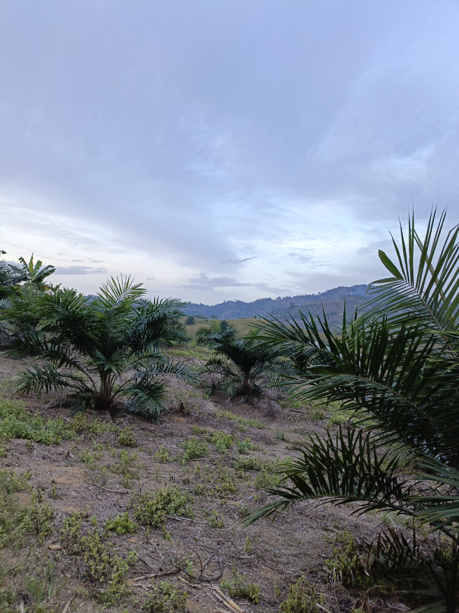 The image depicts an outdoor scene, likely an agricultural plantation, with a focus on palm trees. The foreground features several young palm trees with vibrant green fronds. The ground beneath them is covered in dry soil, sparse vegetation, and some dried plant debris. In the middle ground, more palm trees are visible, extending into a gently rolling landscape. The background reveals a series of hills and mountains under a cloudy sky. The sky itself is a pale blue with scattered white clouds, suggesting either early morning or late afternoon. The overall atmosphere is tranquil and natural, with no visible human presence or structures.