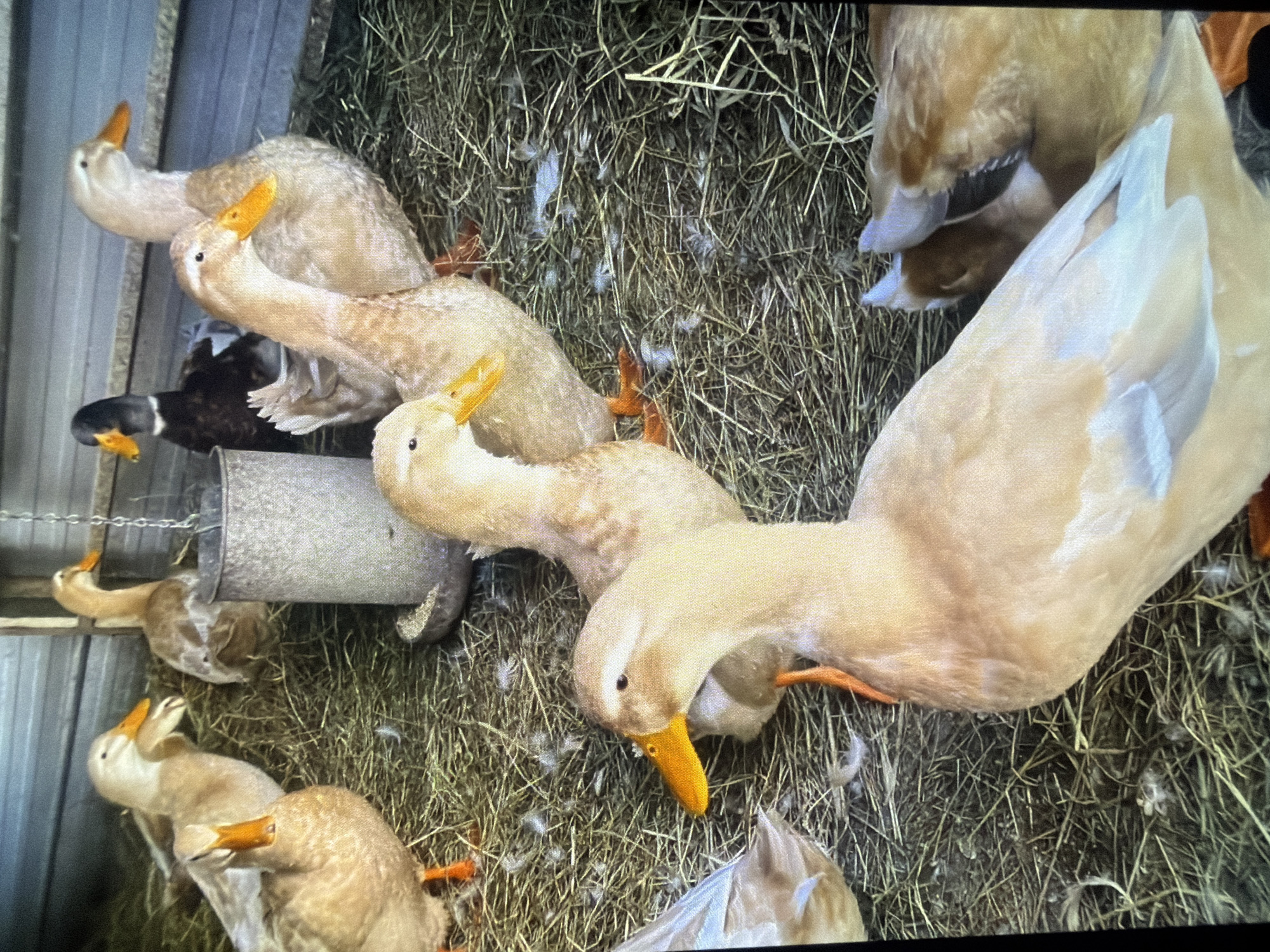 A flock of buff-colored ducks are gathered in a pen filled with straw and scattered feathers. In the foreground, a single duck is prominently featured, facing left with its beak slightly open. Behind it, another duck is visible, its head turned to the right. Further back, several other ducks are present, some with their heads lowered. A metallic feeder hangs from chains in the background, and a dark-colored duck stands near it. The pen appears to be indoors, with a corrugated metal wall forming the backdrop. The ground is covered in dry straw, indicating a stable or coop environment. There is no discernible indication of the location being in Bukuru, Nigeria.
