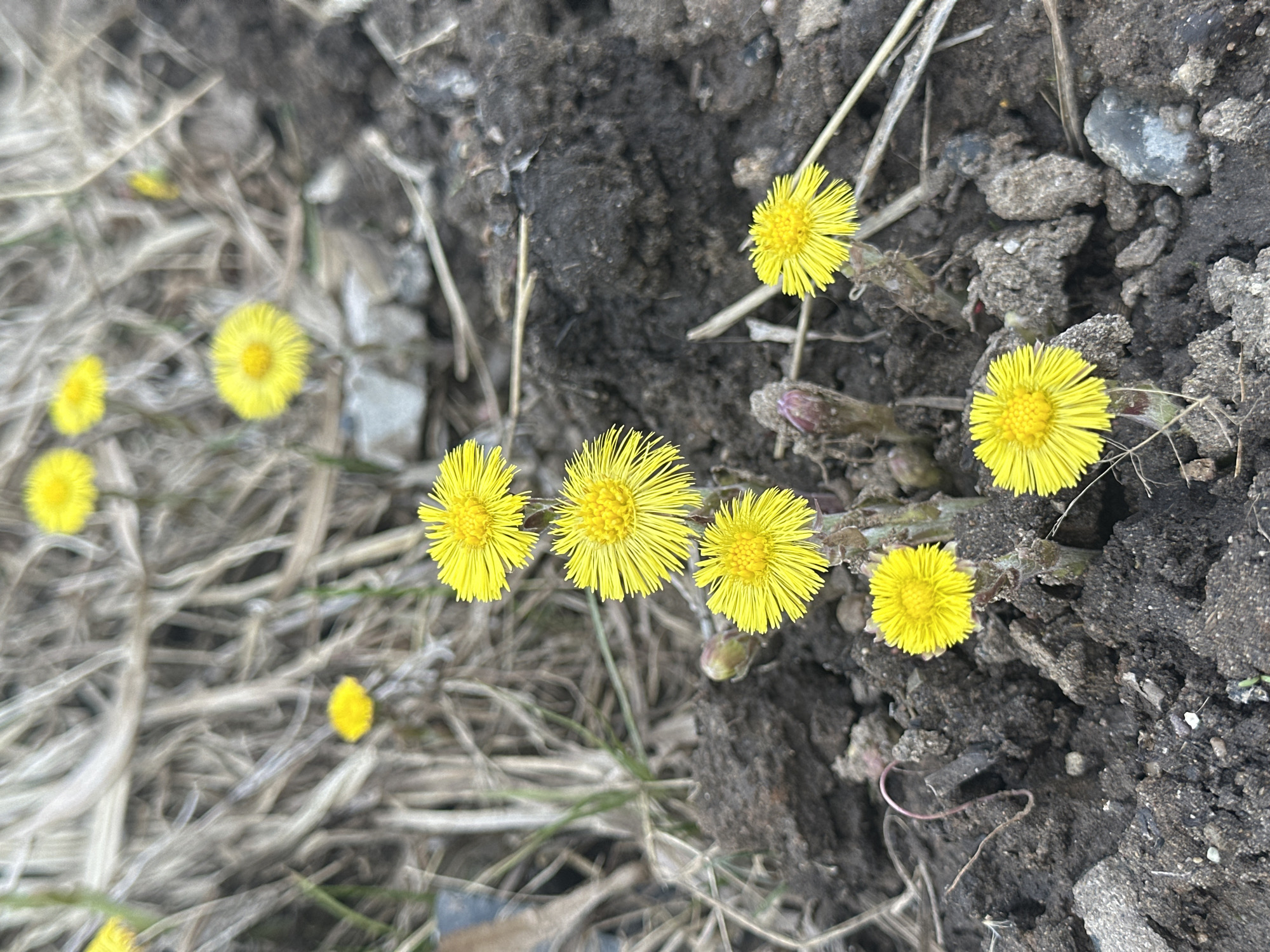 The image shows a patch of ground covered in dark soil, dry grass, and small yellow flowers. The flowers are clustered together, some growing directly from the soil. The photo was taken at a high angle, focusing on the details of the ground and the flowers. The location is in the city of Chaikovsky, Russia.