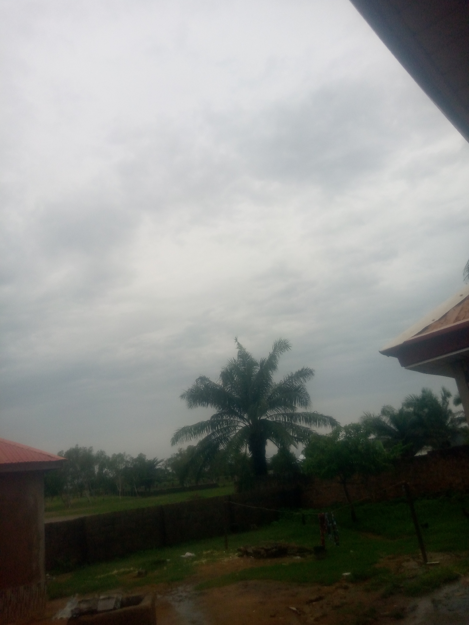 This is an outdoor, eye-level shot on a cloudy day, likely in Jauro Yinu, Nigeria. The scene is dominated by a vast, overcast sky with subtle variations in cloud density. In the foreground, a portion of a building with a reddish-brown roof is visible on the left, partially obscured by the frame. To the right, the corner of another building with a similar roofline and white exterior is also in view.
The midground features a lush green expanse of grass and vegetation, bordered by a dark, rough-textured wall. A prominent palm tree stands tall in the center of the frame, its fronds spread wide against the grey sky. Behind the wall, a line of trees forms a distant backdrop, their foliage a darker shade of green. The ground in the immediate foreground appears damp, with puddles suggesting recent rain. A clothesline with some items hanging on it is visible in the middle ground, adding a touch of domesticity to the natural setting.
The overall mood is subdued and tranquil, characteristic of an overcast day. The scene appears to be a rural or semi-rural residential area. There is no visible text in the image. The time of day is indeterminate due to the lack of direct sunlight, but the heavy cloud cover suggests it is not a bright, sunny afternoon.