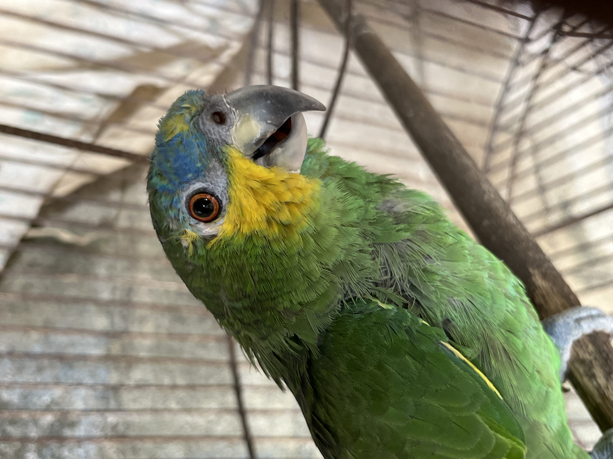 A close-up, eye-level shot captures a vibrant parrot, likely an Amazon parrot, within what appears to be a bird cage or aviary. The bird's head is tilted, and it looks directly at the viewer with a bright, focused dark orange eye and black pupil. Its beak, greyish-black, is slightly open, revealing a reddish interior. The plumage is a striking mix of colors: the body is primarily green, transitioning to bright yellow feathers around its neck and upper chest. The head features a blend of blue and grey feathers.
The background is softly blurred, showing horizontal and vertical wire bars consistent with a caged environment. A section of a wooden perch, secured by a light blue or grey rope-like material, is visible on the right side of the frame, suggesting where the parrot is perched. The bird's posture and direct gaze convey curiosity or alertness. No text is visible in the image. This scene is contextually located in Tinaquillo, Venezuela.