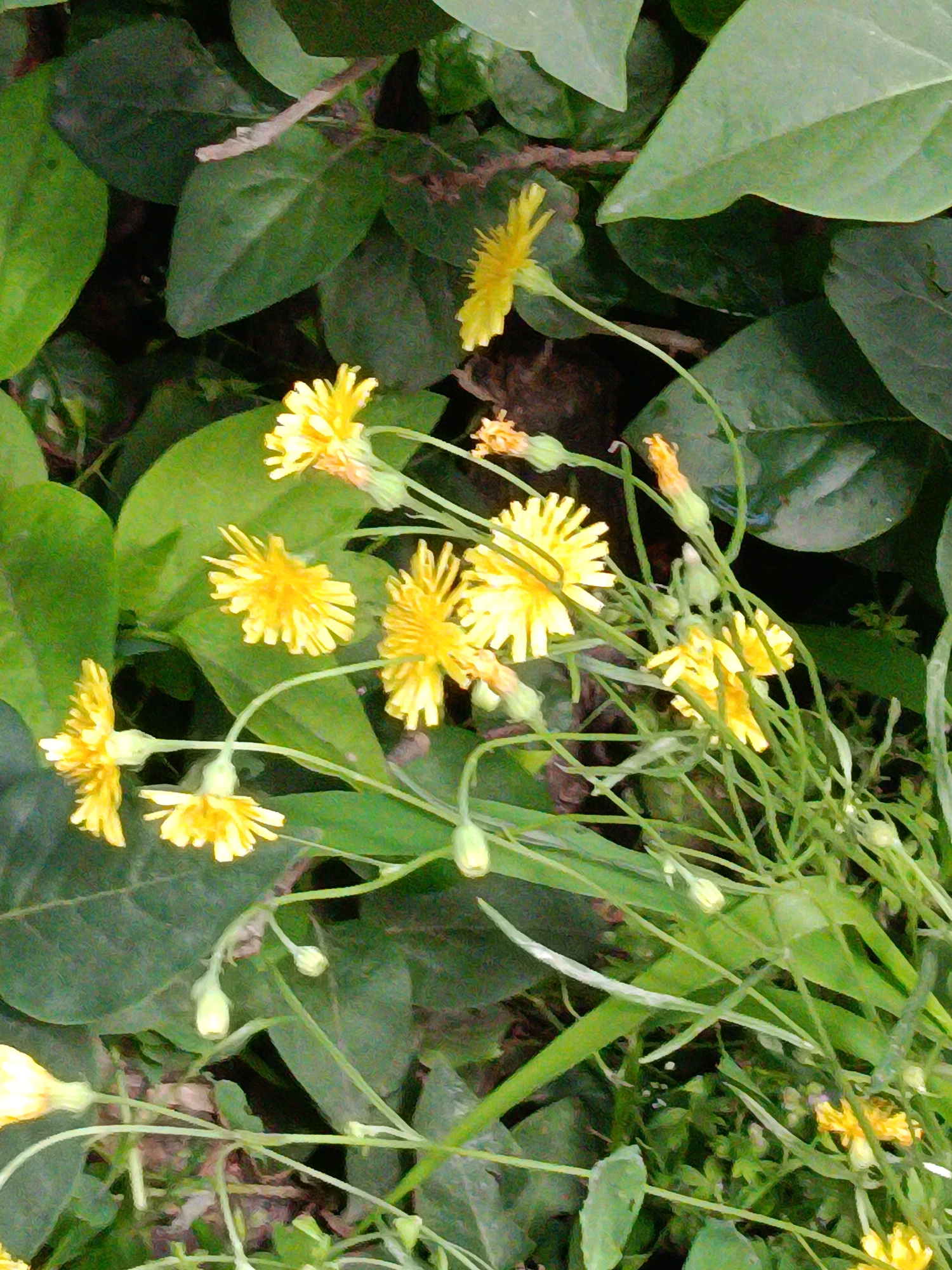 The image shows a close-up view of yellow wildflowers with green leaves in the background. The flowers are delicate with thin petals and long stems. Some of the flowers are fully bloomed, while others are still in bud form. The leaves are broad and veined, some are a darker green, and others are lighter green. The overall scene suggests a natural setting, possibly a garden, park, or roadside in Kyiv, Ukraine. The lighting appears to be natural daylight, and there are no people or animals visible in the frame. The image is taken from a slightly elevated angle, looking down at the flowers.