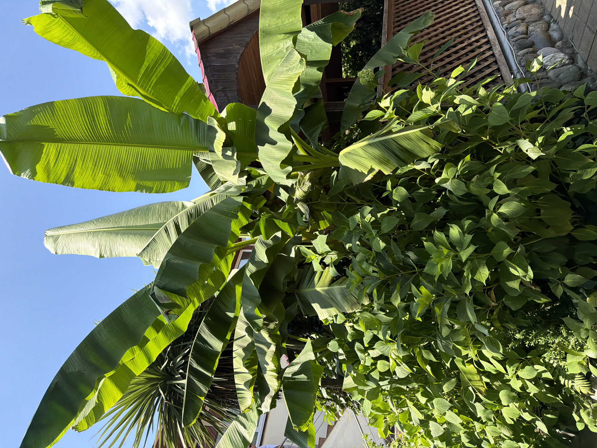 The image shows a lush green banana tree with large, broad leaves reaching towards a clear blue sky. In the background, a wooden gazebo with a red-tiled roof is visible, and a stone wall with a wooden lattice fence borders the property. The scene appears to be a sunny day in a warm climate, possibly a backyard or garden area in Adlerskiy, Russia, a district known for its subtropical vegetation and pleasant weather. There are no people or animals visible in the image. The overall impression is one of natural beauty and tranquility.