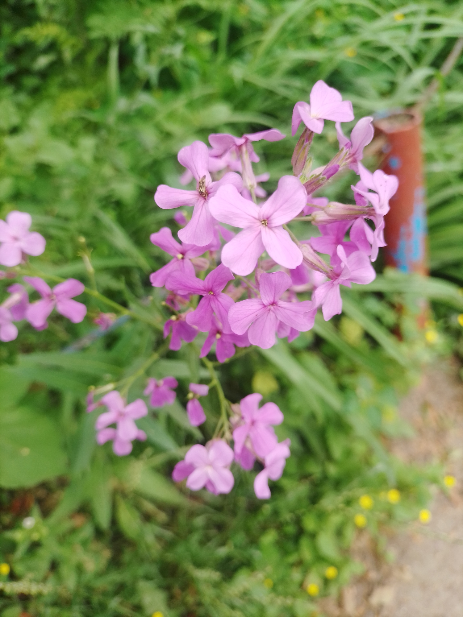 A close-up, vertical, outdoor, slightly low-angle shot shows a cluster of delicate, pinkish-purple flowers in the foreground. The flowers are in various stages of bloom, with some fully open and others still budding. The petals are four-lobed and translucent, with darker veins running through them. The stamens are visible in the center of the open flowers. The flowers are attached to thin, reddish-purple stems.
Behind the flowers, a soft-focus background of green foliage and grass creates a natural setting. A blurred, reddish-brown cylindrical object with some blue markings is visible to the right of the flowers, possibly a fence post or part of a garden structure. The overall impression is one of natural beauty and springtime. The image does not contain any people or specific landmarks that would indicate its location in Myrhorod, Ukraine.