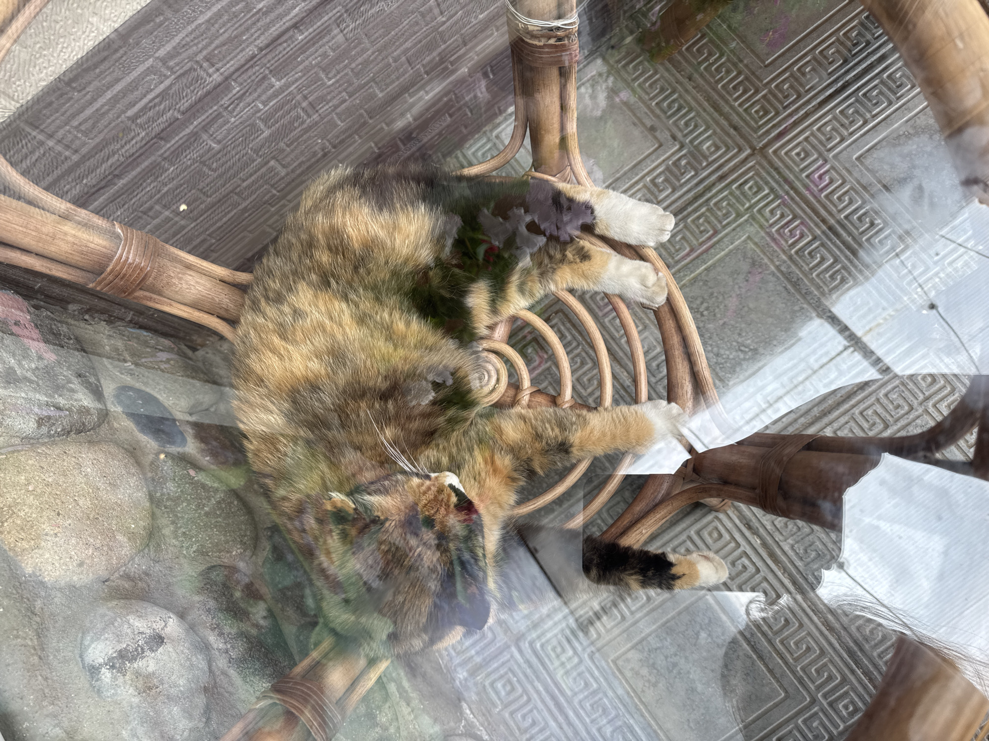 A calico cat is sleeping on a wicker chair under a glass table. The cat has patches of orange, black, and white fur. The chair is positioned on a patterned tile floor. In the background, there are large, smooth stones and a wooden railing. The scene is captured from an overhead perspective, with reflections on the glass table obscuring some details. This image was taken in Chuguyevka, Russia.
