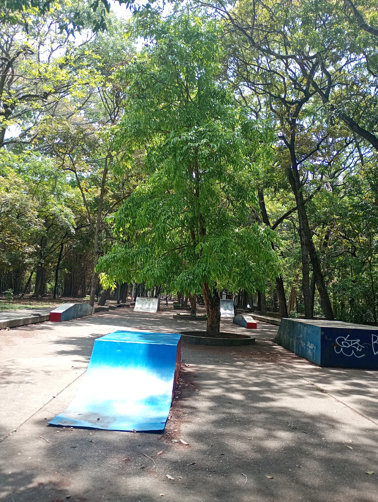 The image depicts a skate park located in a wooded area, presumably in Caracas, Venezuela, given the prompt's context. The skate park features several blue ramps and obstacles. A tree grows in the center of the park, adding shade to the area. The ground is concrete and covered in shadows. Graffiti adorns some of the obstacles. The park is surrounded by trees, creating a natural, urban recreational space. No people are visible in the image.