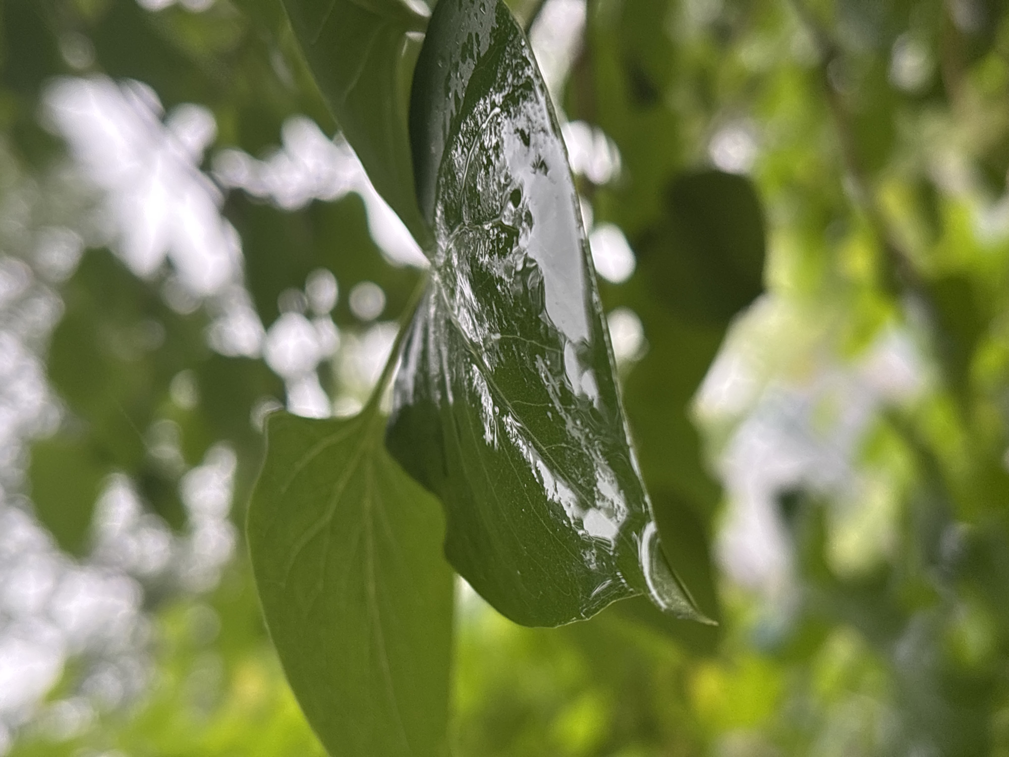 The image presents a close-up, shallow-depth-of-field photograph centered on a dark green plant leaf covered in water. The leaf, possibly angled or slightly curled, is prominently displayed in the foreground, with its surface bearing numerous water droplets and a glistening film that reflects bright light. Visible through the water are the intricate vein patterns of the leaf.
The background is heavily blurred, creating a soft bokeh effect. It consists of out-of-focus shapes of other green foliage and bright, almost white, luminous blurs, suggesting light filtering through leaves or reflecting from the sky. The overall color scheme is dominated by varying shades of green, with striking white and grey highlights from the reflected light on the wet leaf.
No people or man-made objects are visible. The scene depicts a natural setting, likely outdoors in a garden or forested area. The presence of water on the leaf indicates recent rain or heavy dew. The time of day appears to be daytime due to the bright, diffuse lighting. No specific activity or event is occurring, beyond the static state of the wet leaf. There is no visible text within the image.