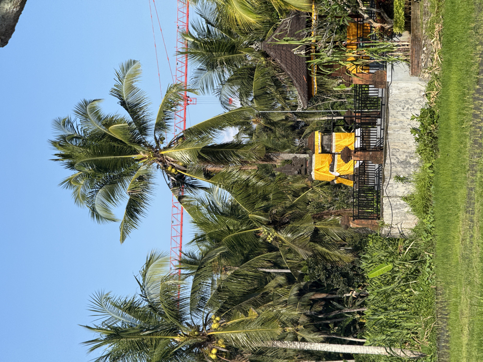 An outdoor medium shot shows a bright, clear sky above a dense collection of palm trees and lush greenery. In the mid-ground, a tall, multi-tiered structure, draped in yellow fabric, stands prominently. This structure is surrounded by a black metal fence, supported by brick pillars. To the right, a small, tiled-roof pavilion with yellow accents is visible. In the background, a red construction crane is partially obscured by the palm fronds. The foreground features a verdant, mowed grassy field. The image is taken from a low angle, with the scene illuminated by natural sunlight.