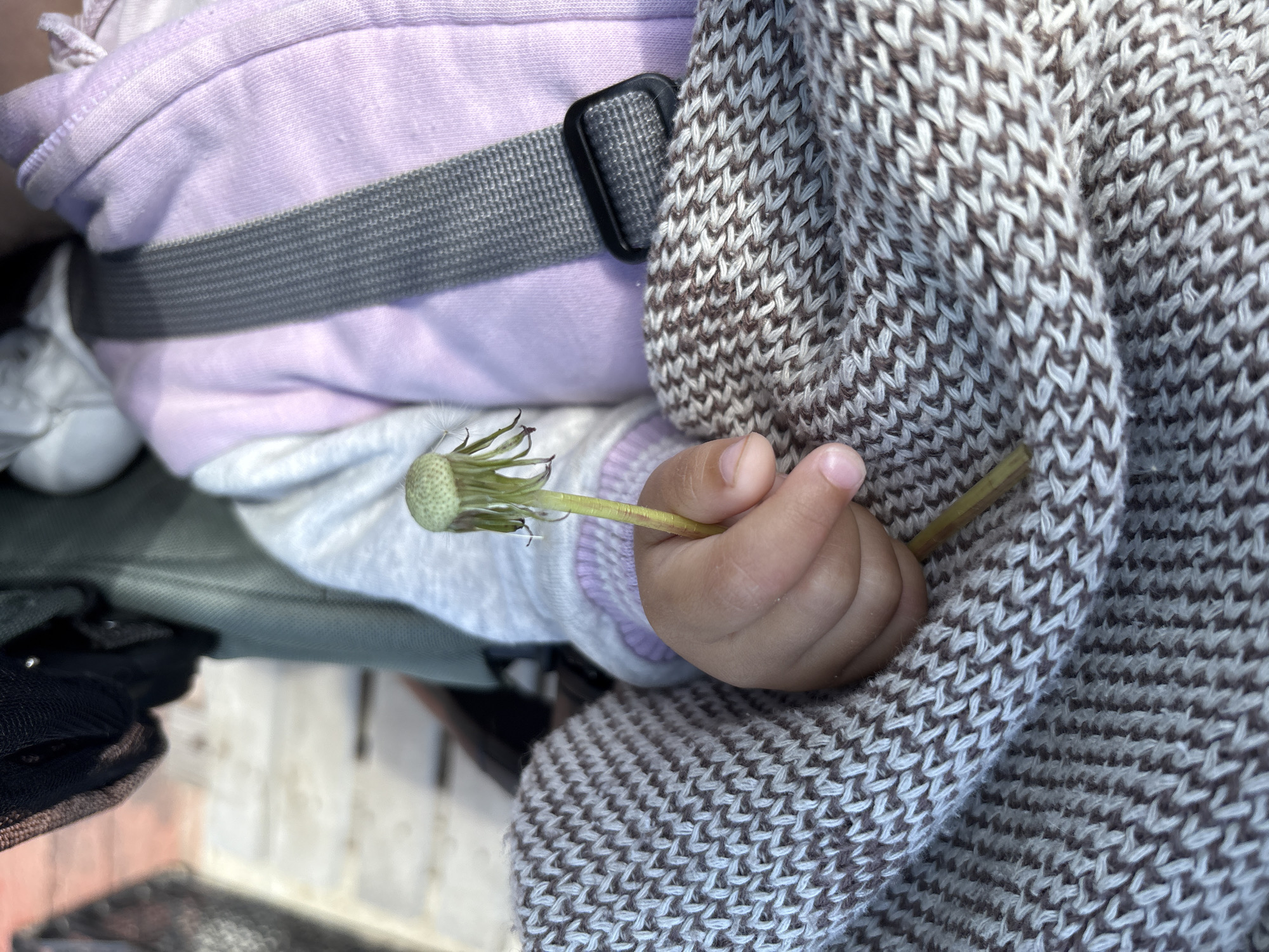 A close-up shot shows a baby's hand holding a dandelion. The baby is wearing a lavender and white long-sleeved shirt and a brown and white knit sweater. The baby is secured in a gray baby carrier. The location is undetermined, and there is no evidence that the image was taken in Ембаево, Russia.