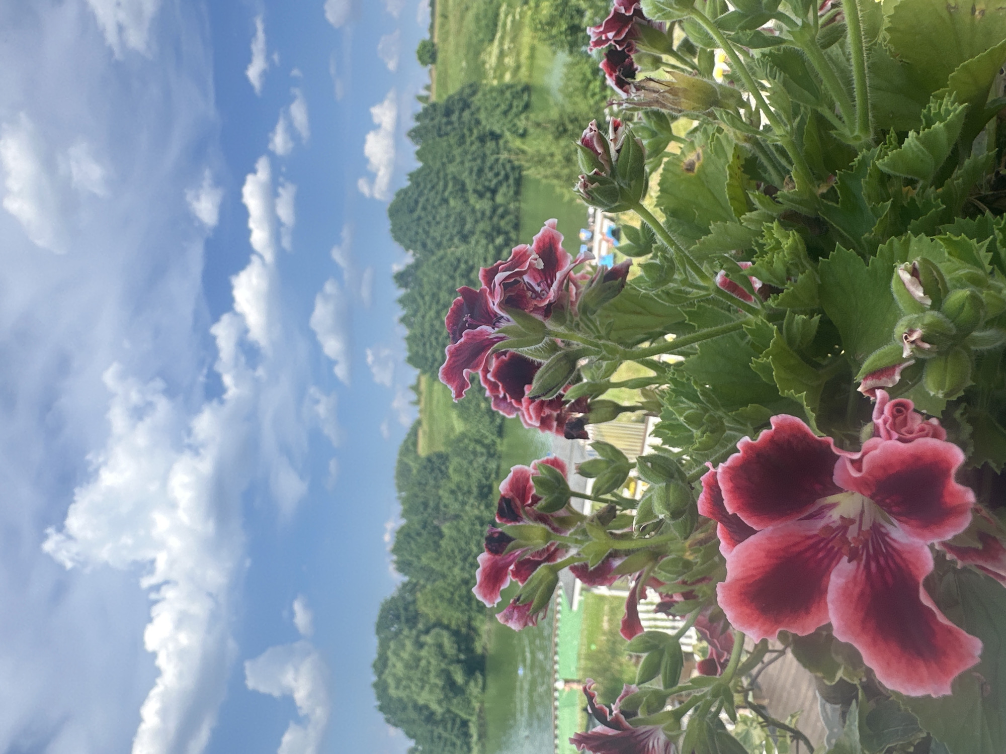 The image captures a close-up view of dark pink and white flowers, likely geraniums, in the foreground. Their textured petals and fuzzy green leaves are sharply in focus. Beyond the flowers, a calm body of water, possibly a lake or river, stretches across the mid-ground, bordered by lush green trees that form a dense treeline. The background features a gently rolling landscape with more trees and a clear blue sky dotted with white, fluffy clouds. The scene suggests a peaceful outdoor setting.