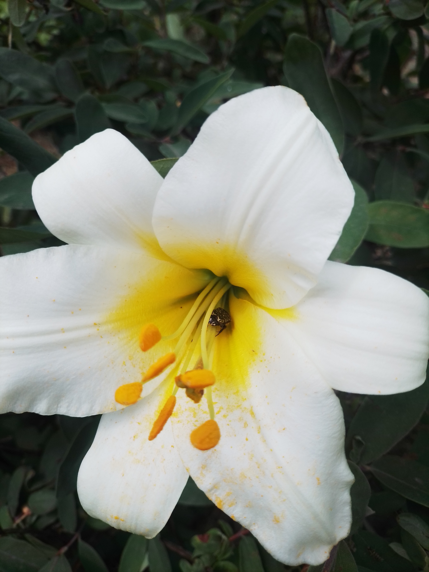 The image displays a close-up view of a white lily with yellow accents in its center. A small, dark-colored insect is visible nestled within the flower's stamen. The background consists of dark green foliage. The photograph was taken in Ustyvytsia, Ukraine.
