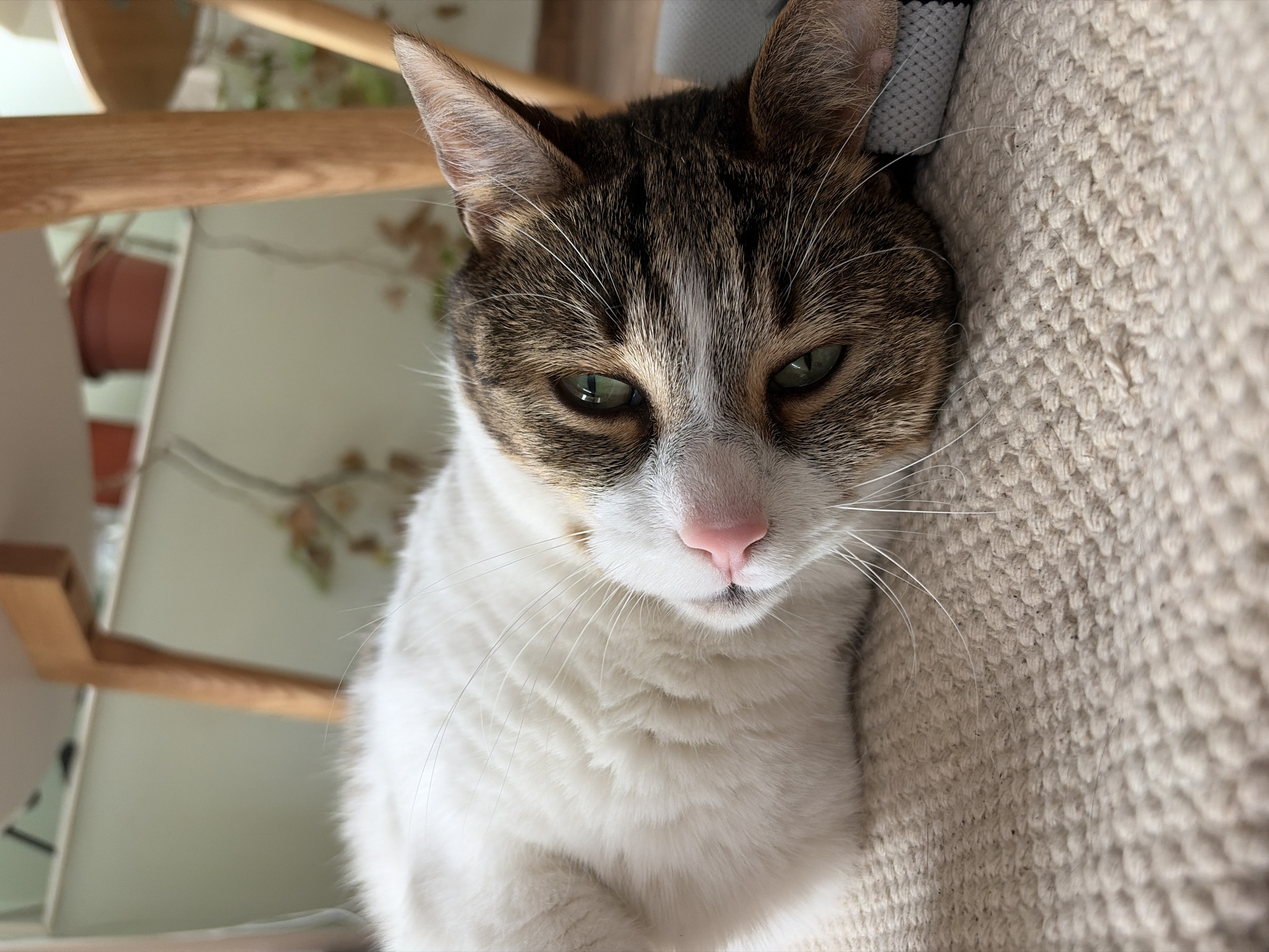 A close-up, eye-level shot shows a cat lying on a textured, beige rug. The cat is predominantly white with tabby markings on its head and back. Its green eyes are looking towards the camera, and its nose is pink. The cat's body is mostly out of focus, with its head and upper chest in sharp detail. The background is blurred, showing wooden legs of furniture and a wall with houseplants and pots. The lighting suggests an indoor environment. The specific location within Unknown, Unknown cannot be determined from the image.