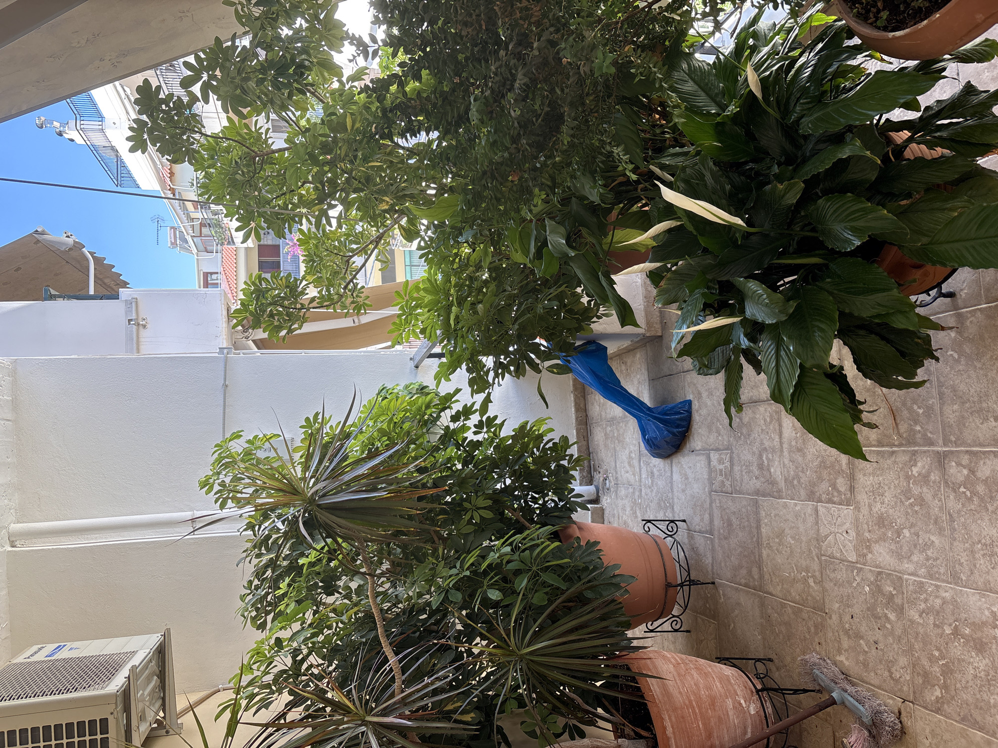 The image depicts a balcony in the city of Ilion, Greece. The balcony is tiled with beige, square tiles, some of which have decorative patterns. Several potted plants are arranged on the balcony.
In the foreground, to the left, is a large terracotta pot containing a plant with long, spiky, dark green leaves. This pot is elevated on a black, wrought-iron stand. Next to it, to the right, is another large terracotta pot, also on a stand, filled with a lush green plant that appears to be a Schefflera. In front of this pot, a blue plastic bag is partially covering something on the floor.
Further to the right, a large pot holds a peace lily plant with dark green, glossy leaves and several white spathes. Behind the peace lily, more plants create a dense green backdrop. To the far right, another terracotta pot is visible, partially filled with dark soil.
A light-colored wall forms the background of the balcony. Mounted on the wall, on the upper left side, is a white air conditioning unit. A thin white pipe runs vertically down the wall. Sunlight illuminates the scene, casting shadows from the plants onto the tiled floor. In the distance, through an opening in the balcony railing, several buildings with balconies and awnings are visible under a clear blue sky. A broom with a pink brush is leaning against the pot on the far left.