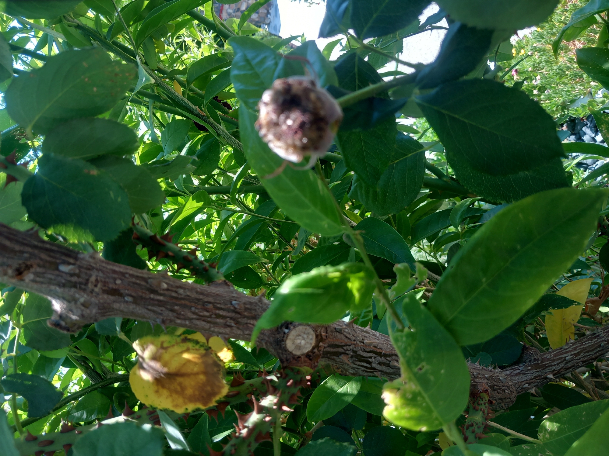 In the city of Άγιος Νεκτάριος, Greece, a close-up view captures a section of a rose bush. The image focuses on the thorny branches, lush green leaves, and a withered yellowed rose hip on the left. A developing rose bud, appearing brown and fuzzy, is visible on the right side of the frame. The background is a blur of more greenery and a hint of distant structures.