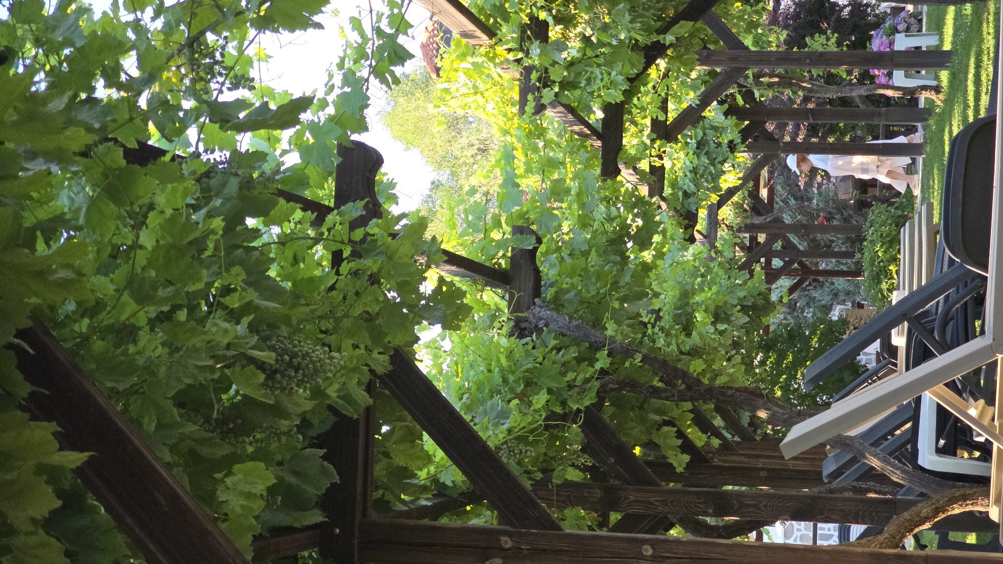 This image depicts an outdoor seating area under a grape arbor, likely in Krasnovo, Bulgaria. The arbor is constructed of dark wooden beams and posts, supporting a canopy of lush green grapevines with visible bunches of green grapes. In the foreground, several empty lounge chairs are arranged on a green lawn. To the right, a person wearing a white cap and a light-colored outfit walks away from the camera, partially obscured by the grape vines and wooden structure. The background shows more greenery, including trees and bushes, and hints of buildings with red tile roofs. The scene is bathed in natural sunlight, suggesting daytime.
