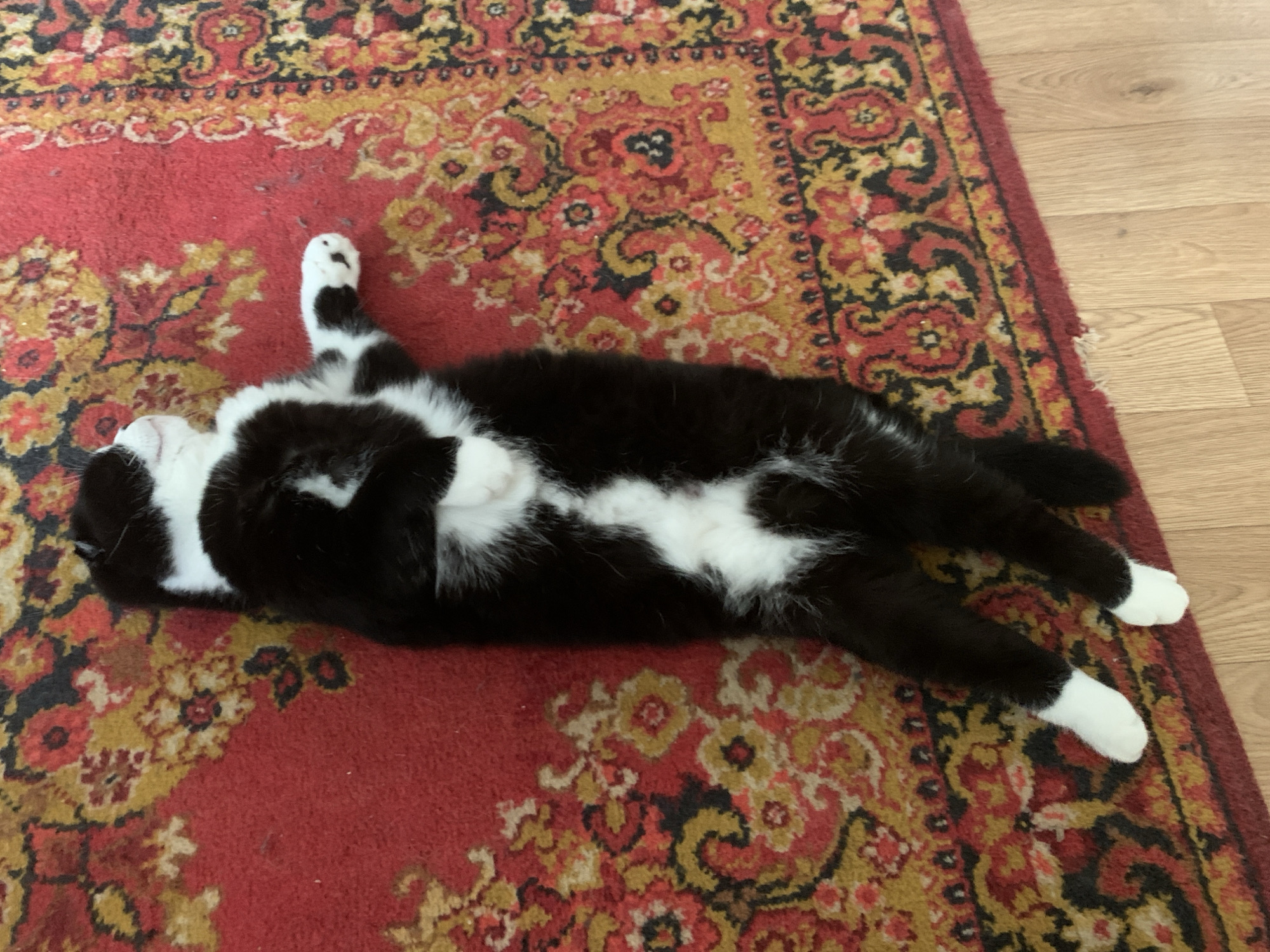 A black and white cat is lying on its back on a red rug with a floral pattern. The cat's belly is white, and its paws are white. The rug has a border of yellow and black patterns. The cat appears to be sleeping. The image is taken from above, looking down at the cat. The background is a wooden floor. This scene is unlikely to be in Panteleevka, Russia, as the image does not contain any specific geographical markers.