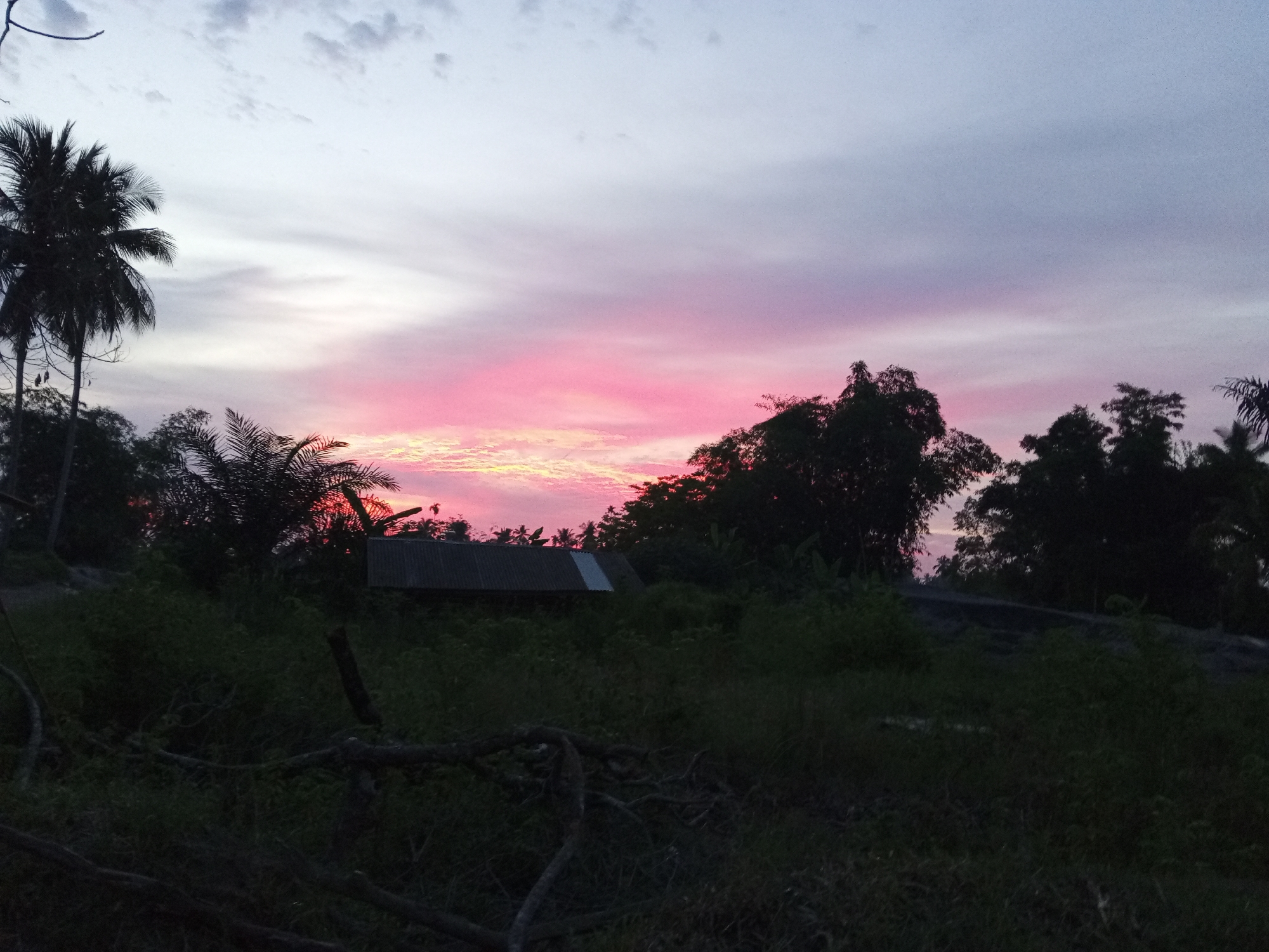The image depicts a serene twilight scene in Blang Mee, Indonesia. The sky is a canvas of soft hues, transitioning from a pale lavender at the top to vibrant pinks and oranges near the horizon, indicative of a sunset or sunrise. Silhouetted against this colorful sky are lush green trees and palm trees, their fronds creating a jagged outline. In the mid-ground, a corrugated metal roof of a simple structure is visible, suggesting a rural or semi-rural dwelling. The foreground is dominated by dark, dense foliage and fallen branches, adding a sense of depth and natural wildness to the composition. The overall atmosphere is tranquil and natural, capturing the beauty of the Indonesian landscape at dusk or dawn.