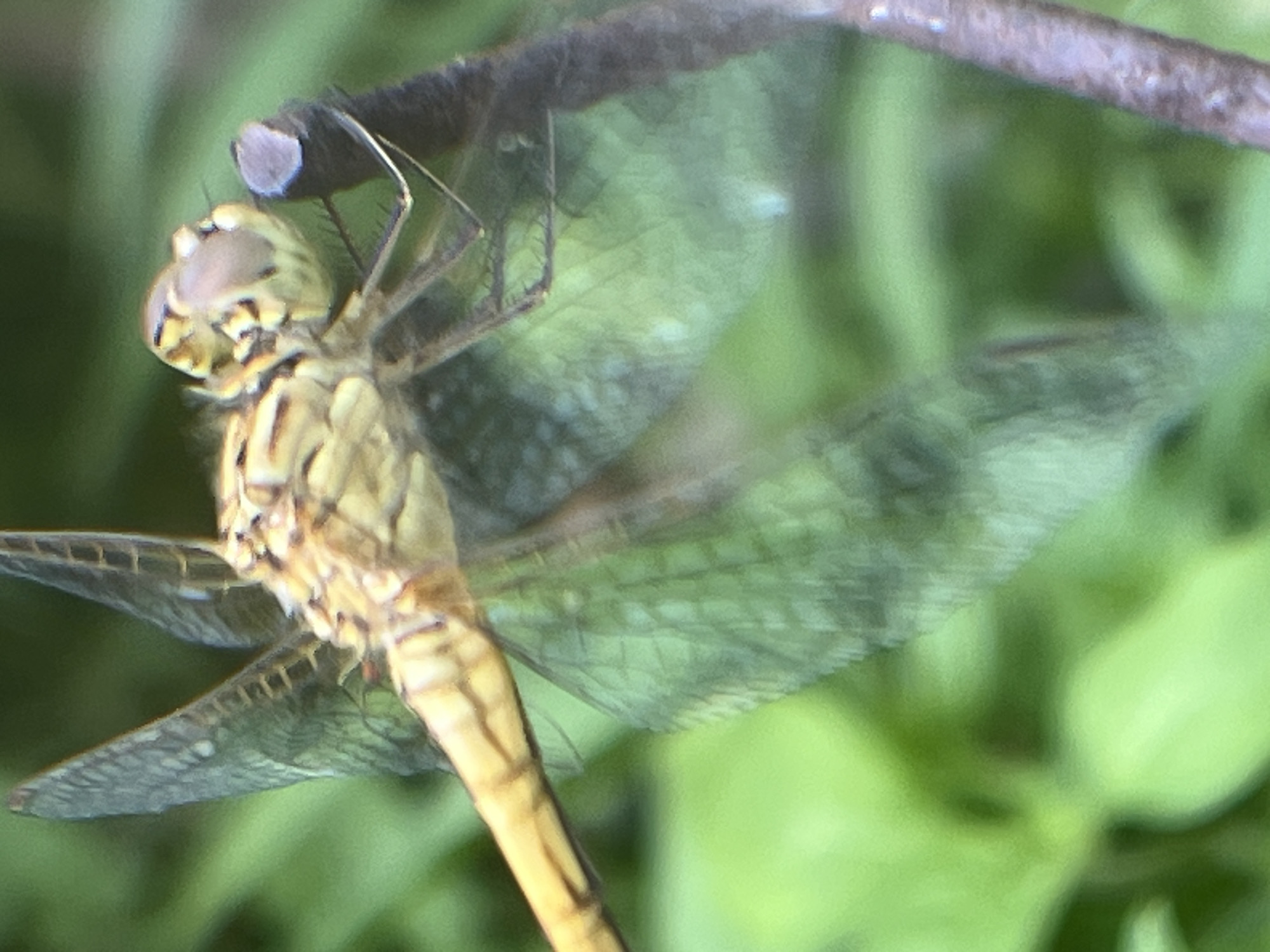 A close-up, shallow depth-of-field, macro photograph captures a yellow dragonfly perched on a dark, textured twig. The dragonfly's body is segmented and predominantly yellow with black markings. Its large, compound eyes are visible at the top of its head, with a beige hue and dark striations. The insect's delicate, translucent wings are spread wide, displaying a network of veins, and appear slightly blurred due to motion or focus. The background consists of soft, out-of-focus green foliage, suggesting an outdoor, natural setting. The image does not contain any recognizable landmarks or features indicative of Krasnyye Barrikady, Russia. The scene depicts a single subject in its natural habitat.