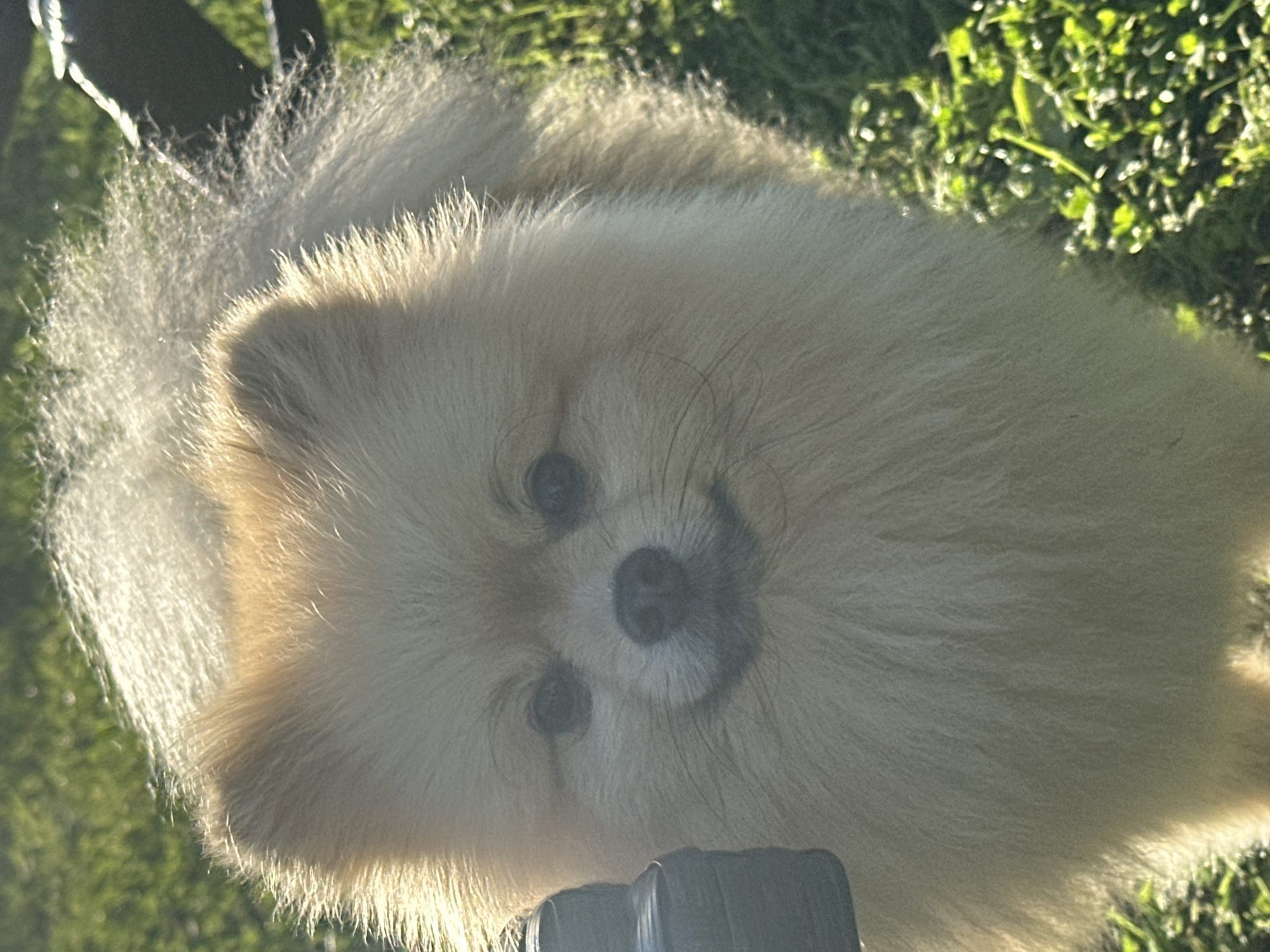 A close-up, eye-level shot captures a light-colored Pomeranian dog's face and upper body. The dog is facing the camera, with its fur illuminated by bright sunlight. Its eyes are dark and round, and its nose is black. The background consists of green grass, with some areas catching the sunlight. A dark, cylindrical object is partially visible on the left side of the frame. There is no identifiable urban infrastructure or landmarks present to associate this image with the city of Галево, Russia.