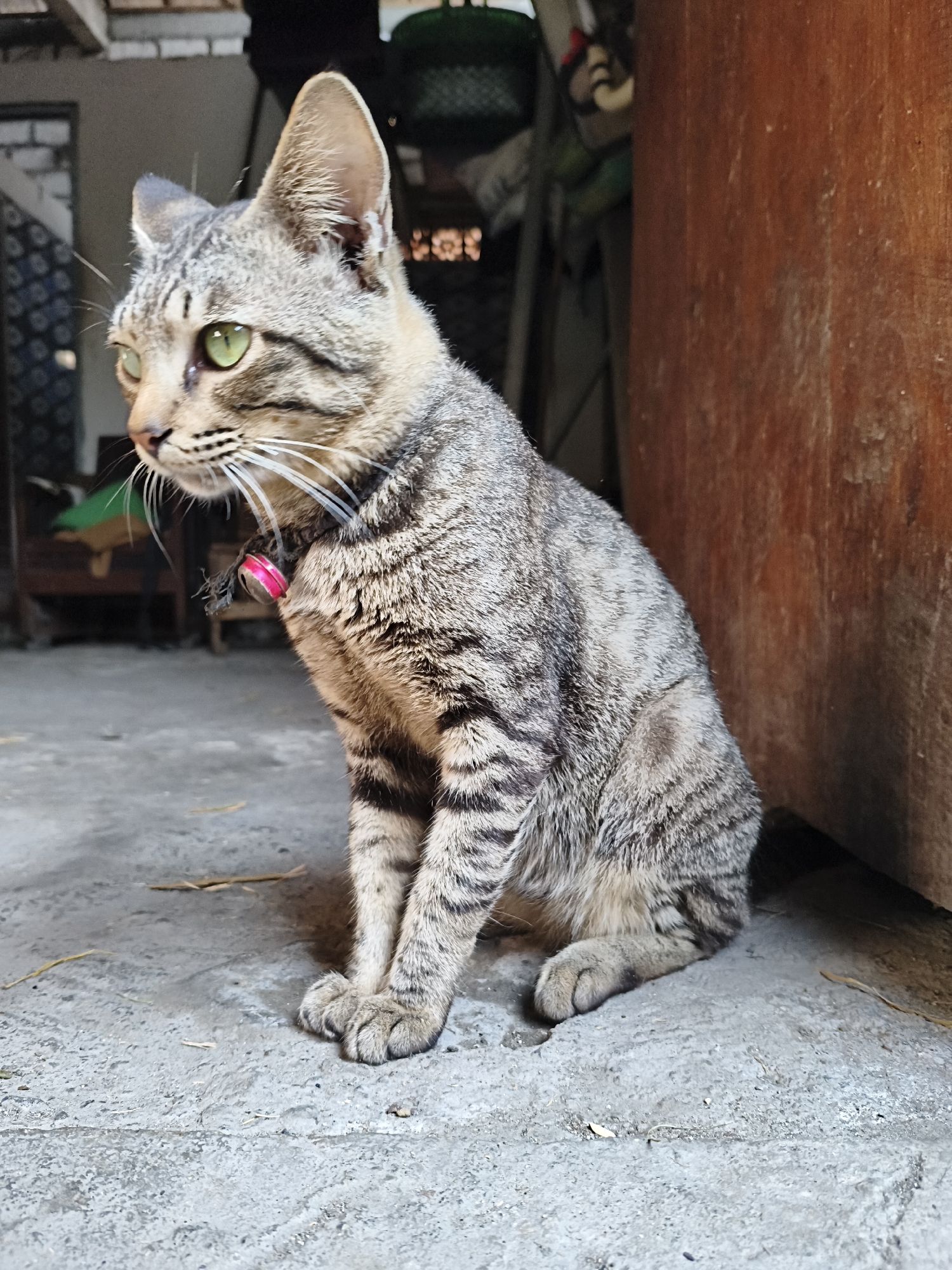 A tabby cat with green eyes sits on a concrete floor, facing left. The cat is wearing a pink collar. Behind the cat, a wooden surface is visible on the right. In the background, to the left, there are glimpses of a structure with brickwork and some clutter. The scene appears to be an outdoor or semi-outdoor area, possibly a yard or alley. The lighting suggests it is daytime. The image was captured in Rengel, Indonesia.