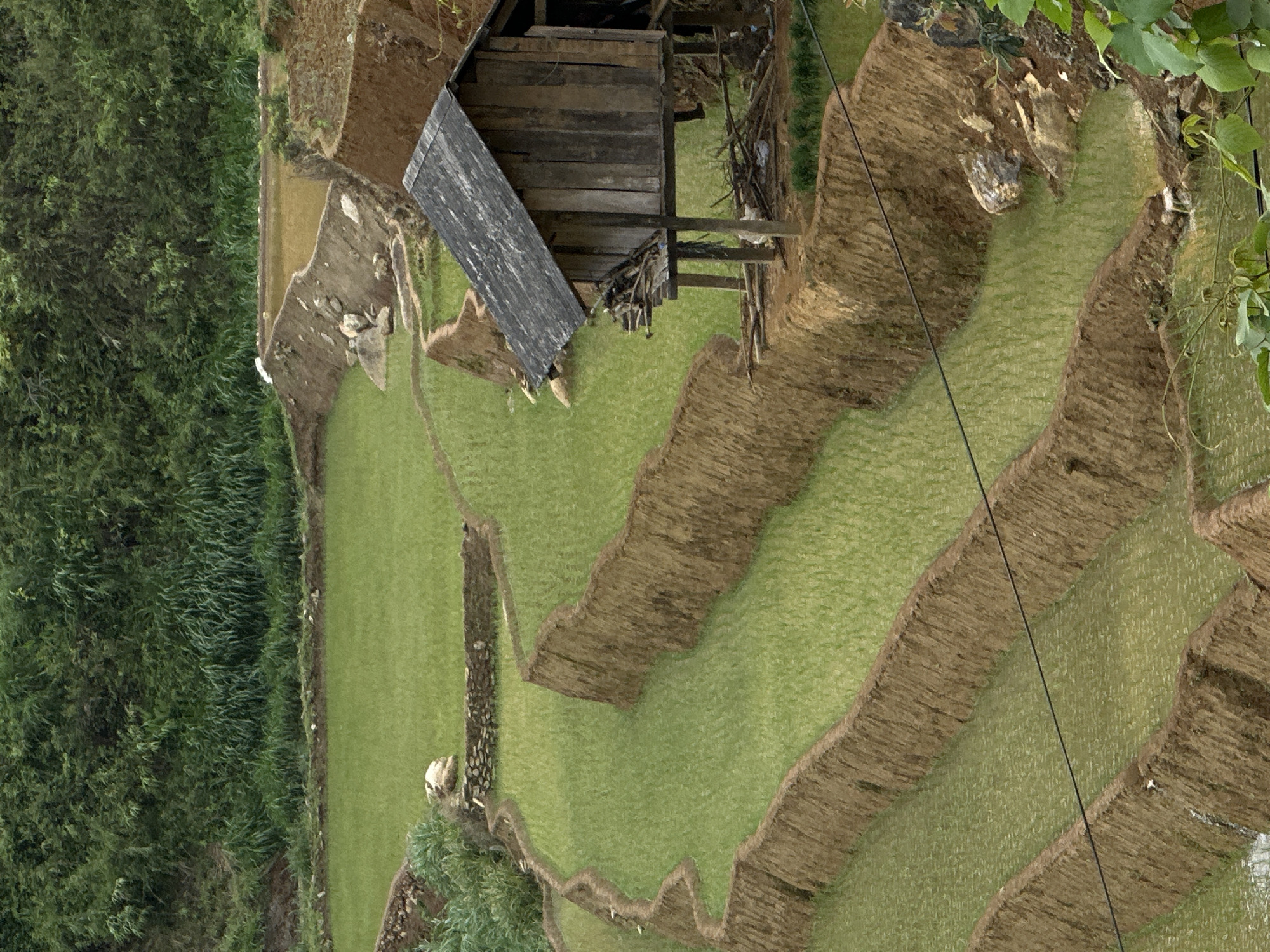 This detailed description pertains to an image captured in Dế Xu Phình, Vietnam, showcasing an agricultural landscape.
The scene depicts multiple levels of terraced rice paddies, characteristic of mountainous cultivation. These terraces are formed by earthen embankments, which exhibit a reddish-brown coloration and varied textures. The majority of the visible paddies contain young, vibrant green rice plants submerged in shallow water, with some areas reflecting the ambient light. Some upper paddies appear to be more recently prepared or water-filled, lacking dense green growth.
A single-story wooden house, constructed on stilts, is prominently positioned on the edge of an upper terrace towards the right side of the frame. The house features vertical wooden plank walls and a dark, weathered, sloped roof. Accumulated wooden debris and other materials are visible beneath the elevated structure.
The background consists of a densely vegetated hillside, covered in various shades of green foliage, including tall grasses and trees, extending upwards beyond the frame. In the lower foreground, on the bottom right, additional green leafy vegetation is partially visible.
A black electrical or communication wire traverses diagonally across the lower-middle section of the image, passing above several rice paddies.
No human figures or discernible animal life are present within the captured frame. The overall lighting suggests an overcast or diffused sky, casting soft, even illumination across the landscape.