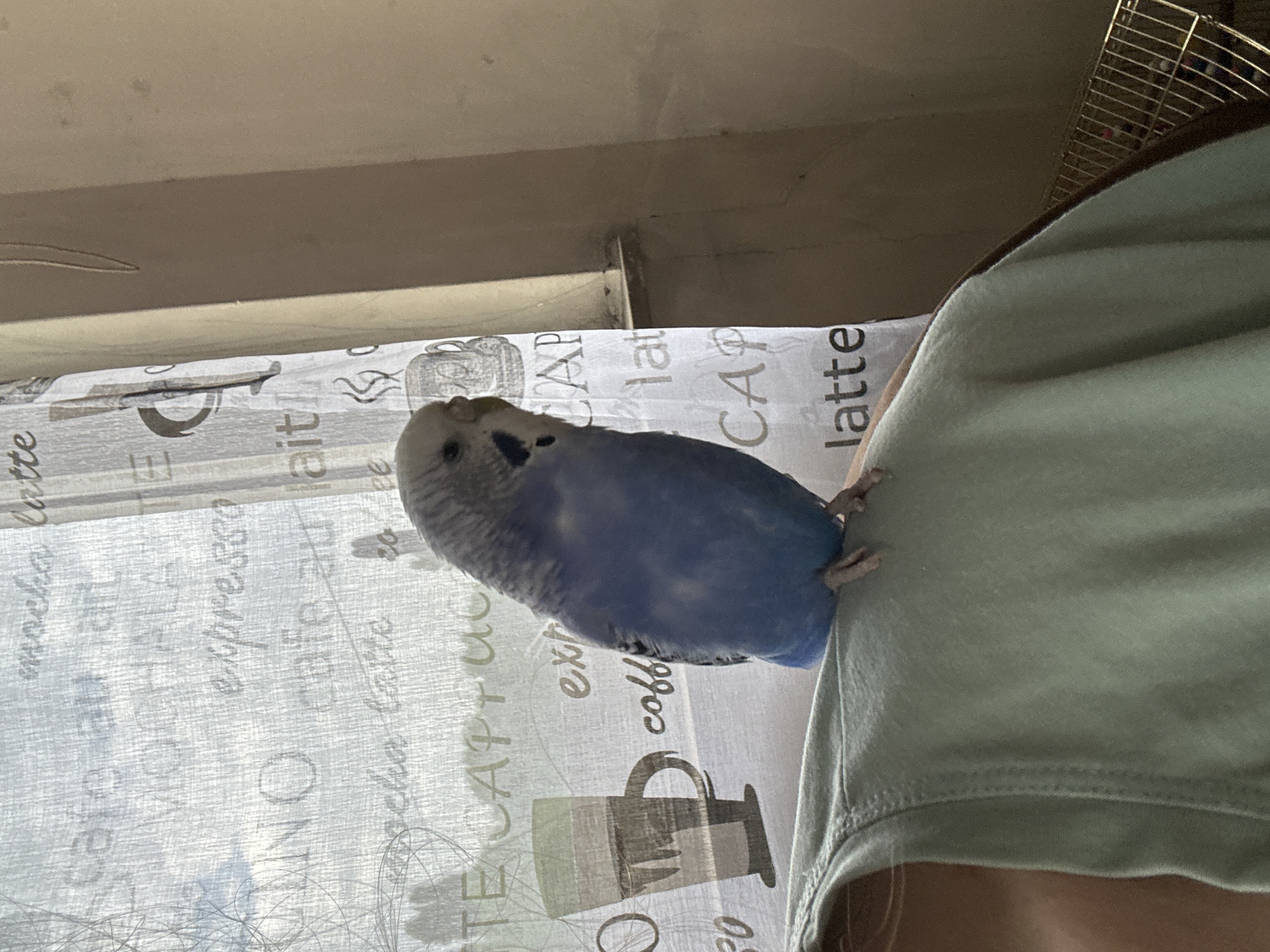 A blue budgie is perched on a person's shoulder, facing right. The budgie is a light blue color with darker blue markings on its wings and head, and a yellow beak. The person is wearing a light green t-shirt. Behind them, a sheer curtain with a pattern of coffee-related words and images, such as "mocha latte," "cafe au lait," and coffee cups, is visible. To the right of the curtain is a plain, light brown wall. The scene appears to be indoors, possibly in a residential setting. The lighting suggests it is daytime, with light filtering through the curtain. No specific city or location information is available.