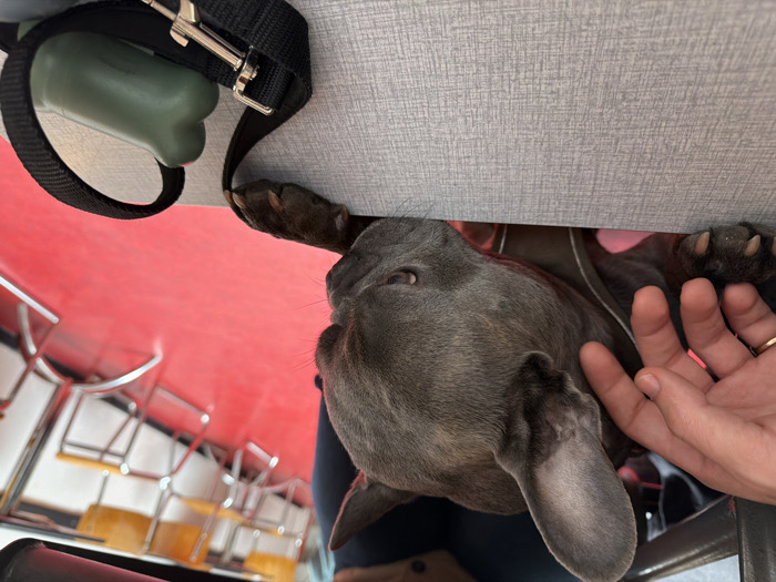 The scene is situated indoors within a commercial establishment in Saint-Gilles - Sint-Gillis, Belgium. A blue-grey French Bulldog, wearing a partially visible red collar or harness, is positioned with its front paws resting on a light grey, textured surface, possibly a tabletop. Its head is turned towards the lower right. A light-skinned human hand, featuring a ring on the fourth finger, is petting the dog's neck area on the left side of the frame. Behind the dog's head, fragments of a person's dark blue and brown clothing are visible. To the right of the dog, on the same grey surface, a black nylon leash with a silver metal snap hook is coiled beside a green, bone-shaped dog waste bag dispenser. The background reveals a distinct bright red floor and white walls. Multiple light-colored tables with silver metal frames and light brown/orange wooden chairs with silver metal frames are arranged in the distance, indicating a public dining or waiting area.