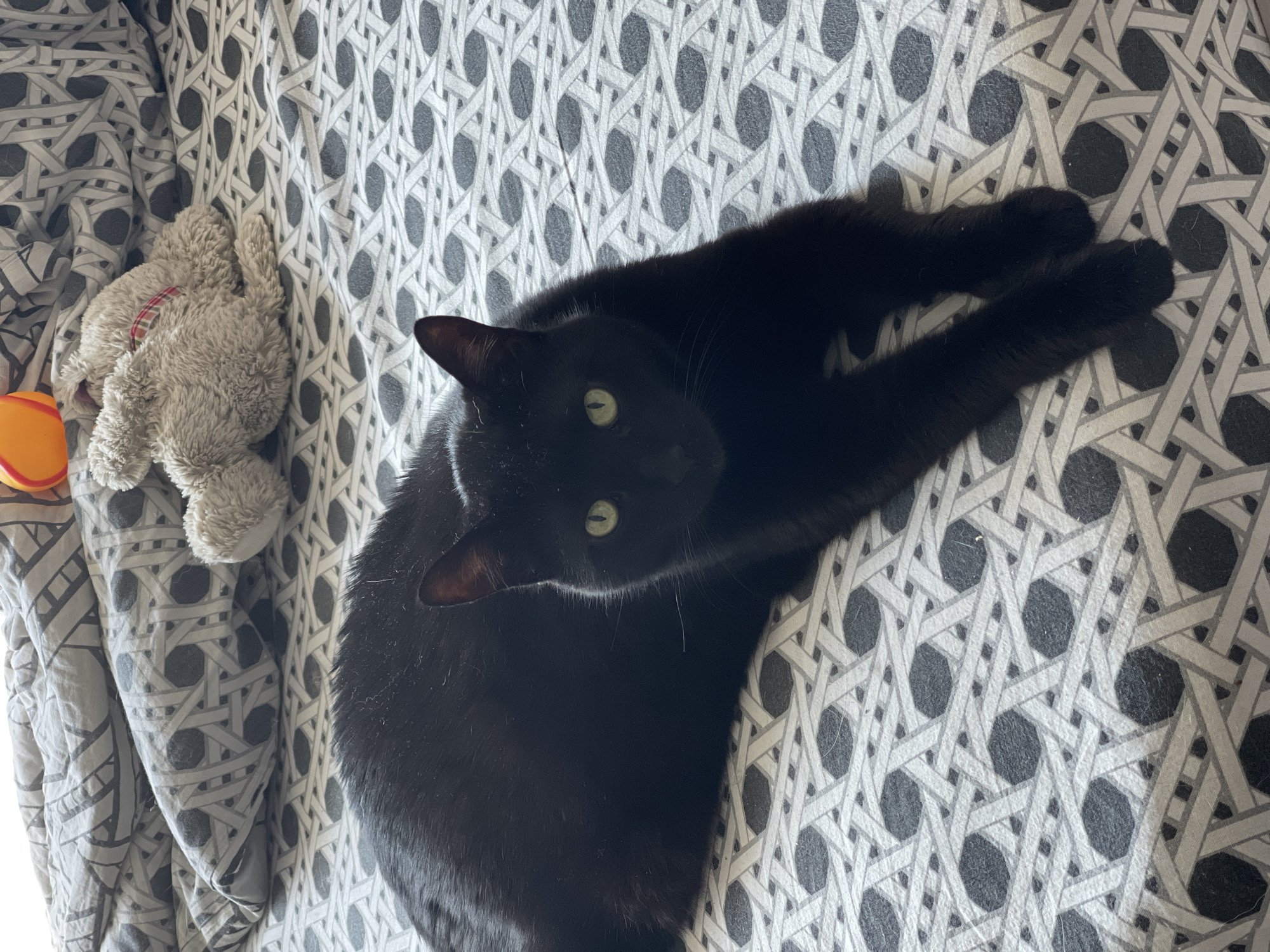 A black cat with green eyes is lying on a bed with a gray and white patterned comforter and sheets. To the upper right of the cat, there is a stuffed animal and a partially visible orange toy. The image is taken from a high angle, looking down at the cat. There are no people or other animals visible in the frame.