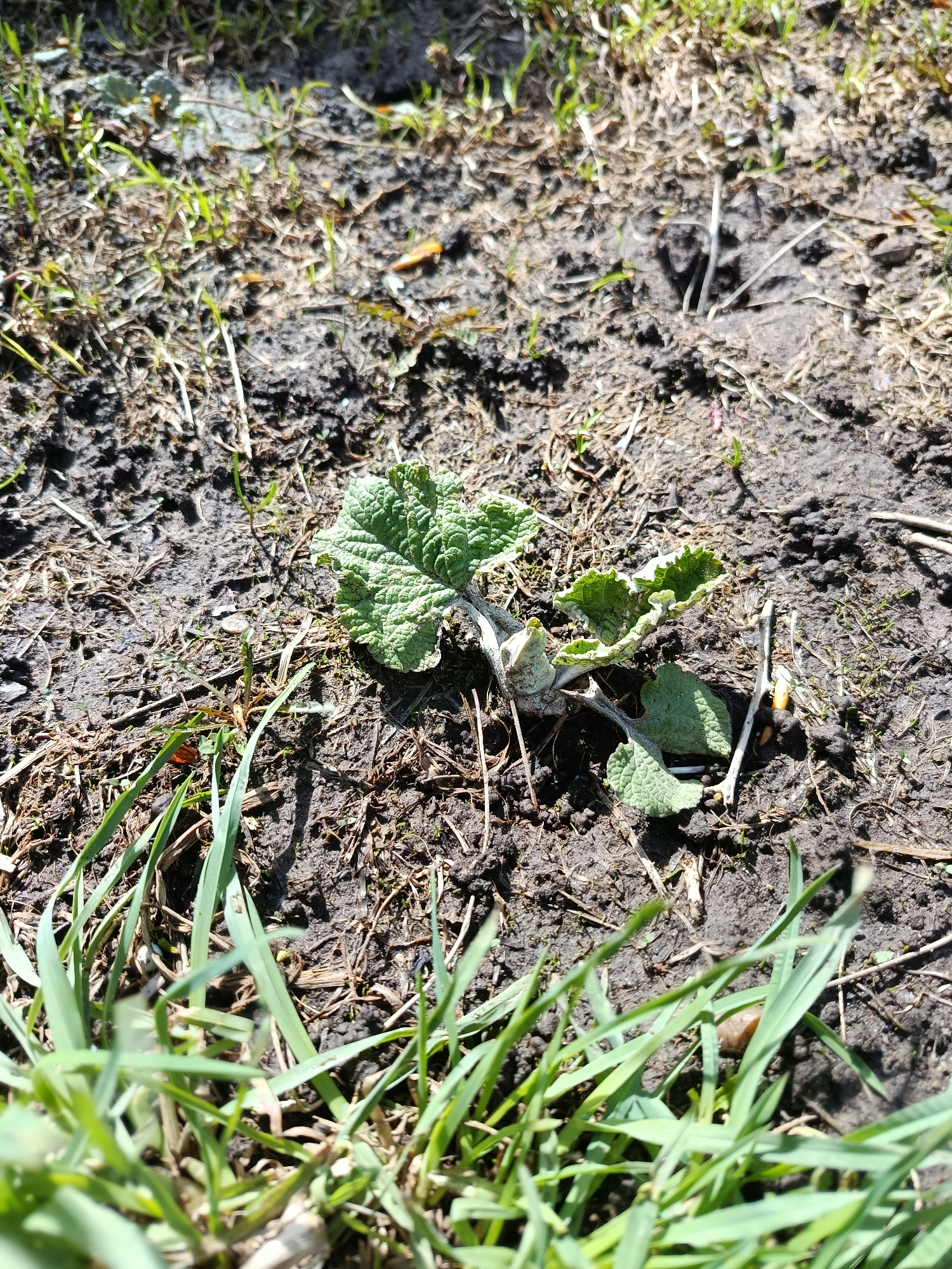 An outdoor, ground-level scene is depicted, dominated by a small, green plant with several broad, textured, and slightly ruffled leaves. The plant, possibly a young weed or herbaceous plant, features a thick, pale stem and is situated in dark, exposed soil. The soil appears somewhat uneven, with areas of compacted earth and loose dirt, and is interspersed with scattered dry organic matter, including small twigs and straw-like debris.
Sparse green grass blades are visible throughout the frame, with some in sharp focus in the foreground, creating a blurred effect, and others scattered in the background. Bright sunlight illuminates the scene, casting distinct shadows from the plant and grass, indicating a clear, sunny daytime environment. There is no discernible activity taking place, presenting a static view of natural elements. No people, animals, or man-made structures are present, and there is no visible text. Small, indistinct brown and reddish-brown objects, possibly stones or organic detritus, can be seen on the ground among the grass and soil.
