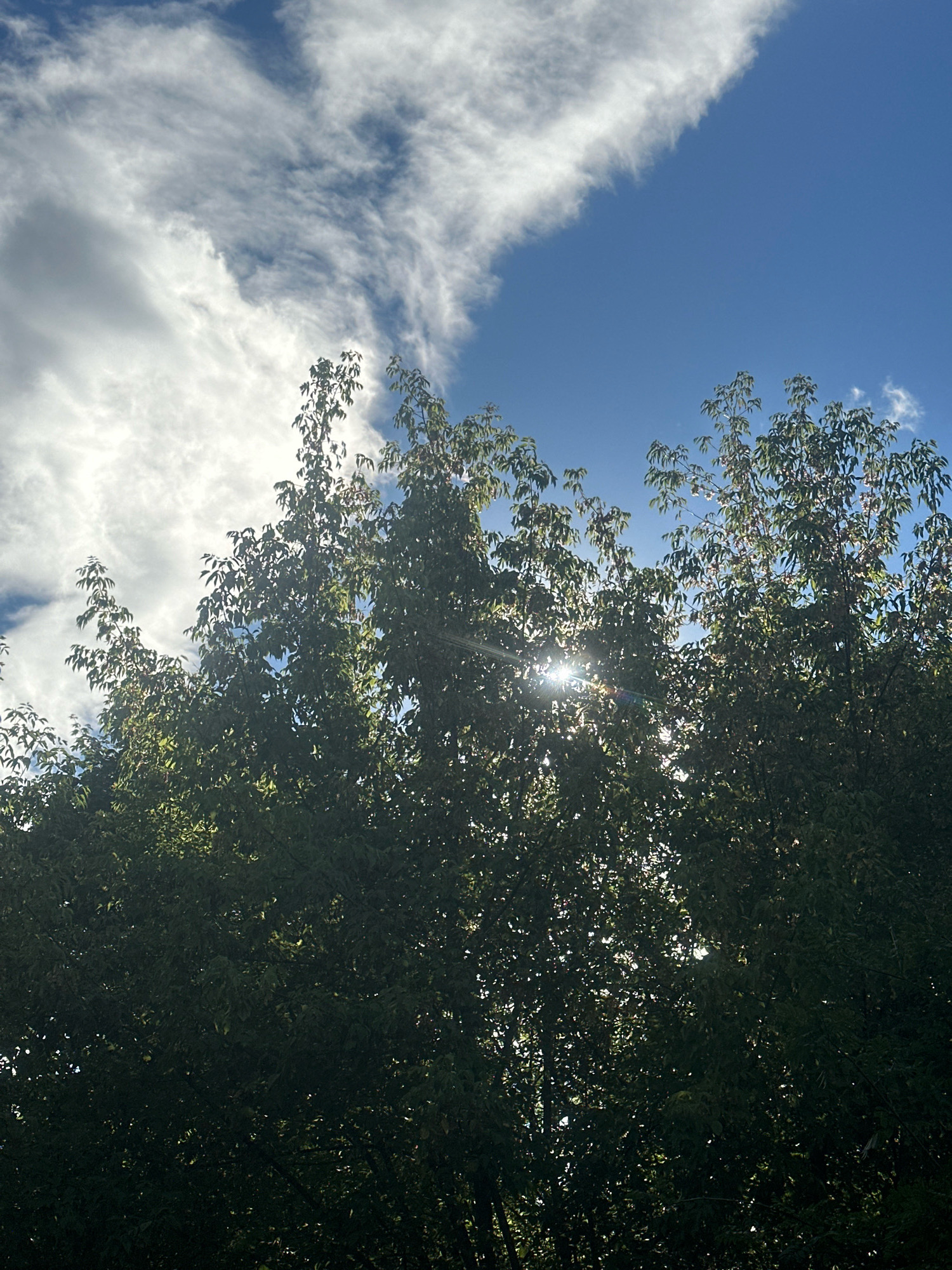 A low-angle, medium shot captures a sun-drenched view of trees against a bright blue sky with wispy white clouds. The sun is positioned behind the dense green foliage of the trees, creating a lens flare and illuminating some of the leaves. The trees occupy the majority of the frame, with the sky visible in the upper portion. The image appears to be taken outdoors, possibly in a park or a residential area. There is no identifiable information within the image to indicate a specific location in Moscow, Russia.
