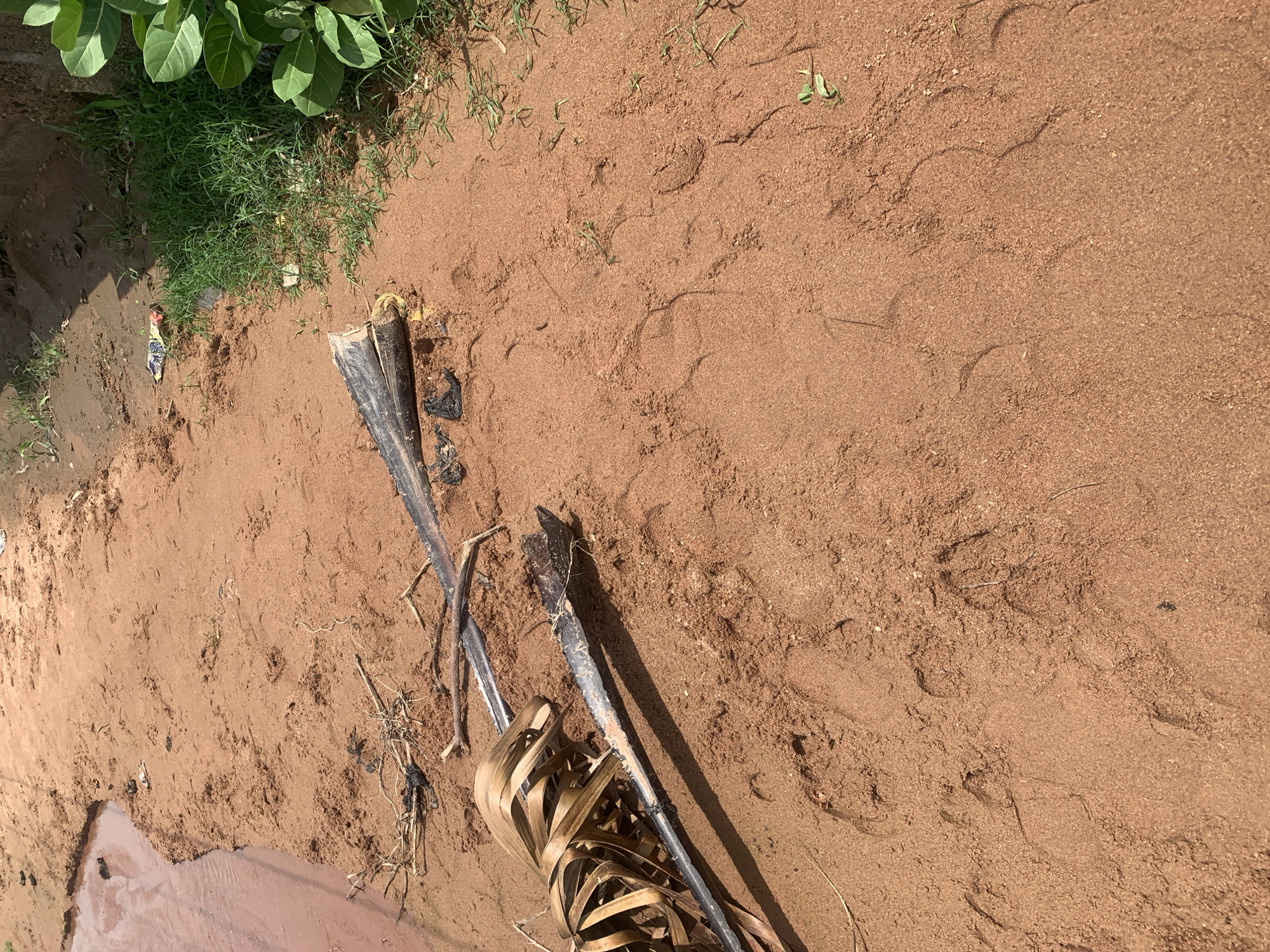 The image depicts a sandy area with reddish-brown soil, likely a pathway or open ground in Jauro Yinu, Nigeria. A narrow channel of muddy, reddish water is visible on the left edge of the frame, suggesting proximity to a water source or recent rainfall. Scattered on the sand are several pieces of debris, including dried plant matter, a black plastic pipe, and small, unidentifiable dark objects. Two broken sections of a large, dried palm frond lie prominently on the sand, one with dried, curled leaves attached. The sand surface shows numerous footprints, some appearing to be from animals and others from humans. In the upper right quadrant, a patch of green grass grows, bordered by larger green leaves of a plant on the far right. The overall scene suggests a natural outdoor environment with signs of human and animal presence and some litter.
