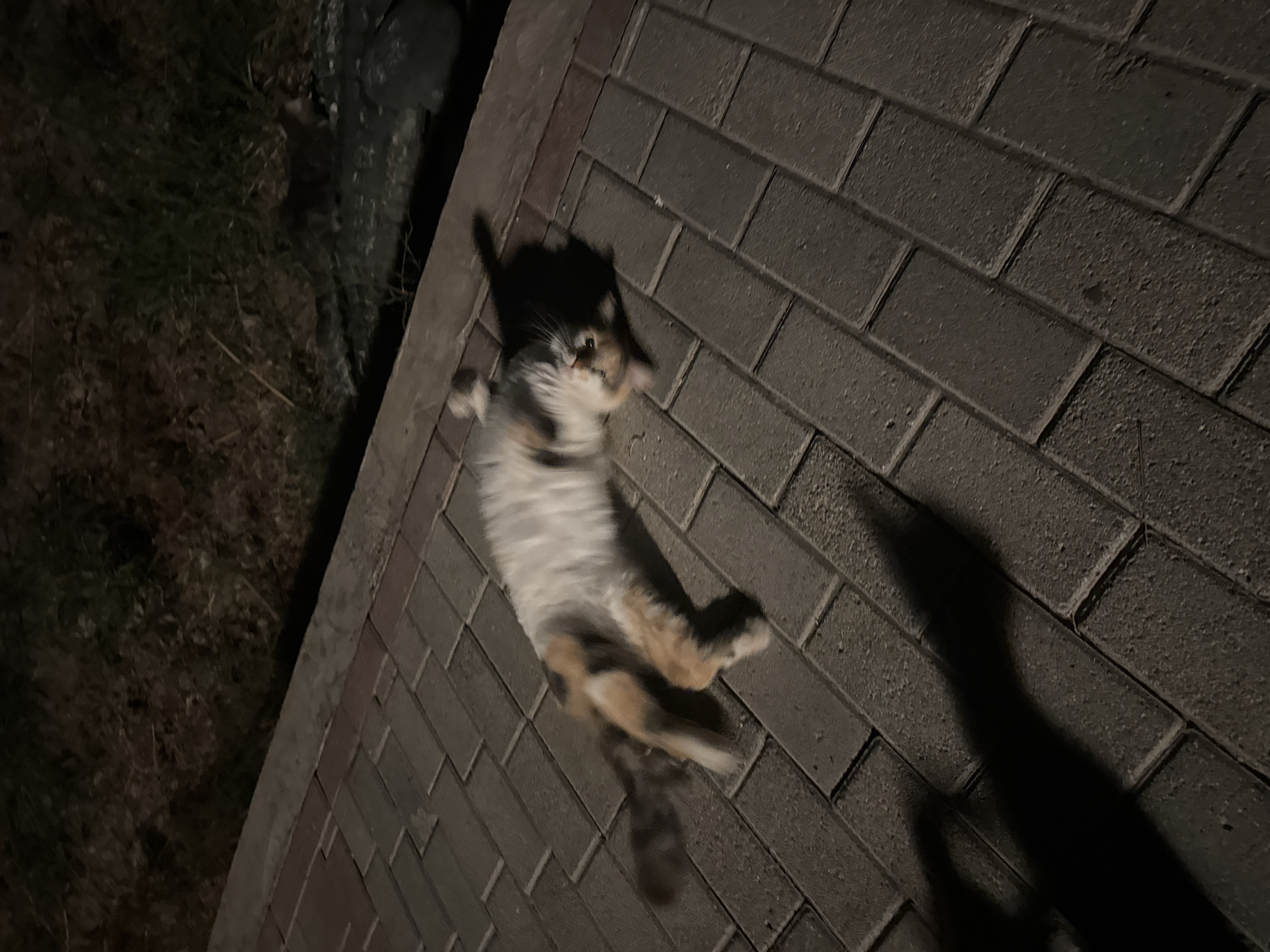 A calico cat is lying on its back on a paved walkway at night. The cat's fur is a mix of white, orange, and black patches. Its eyes are open, and its mouth is slightly agape. The walkway is made of rectangular pavers laid in a running bond pattern. To the right of the walkway is a grassy area with some fallen leaves. A shadow, likely cast by a person or object holding a light source, is visible on the walkway in the foreground. The scene is lit by artificial light, creating distinct shadows. The location is the city of Parekklisia Community, Cyprus.