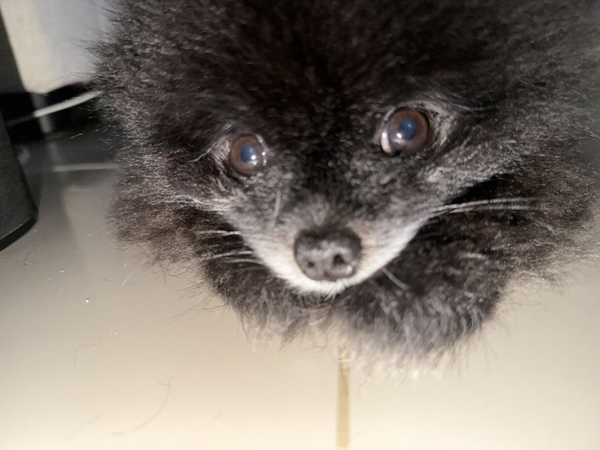 A close-up photograph shows the face of a black Pomeranian dog with brown eyes. The dog is positioned close to the camera, looking directly at it. Its nose is centered in the frame, with white fur around the muzzle. The dog is on top of a white surface. The location, Kathu, Thailand, cannot be determined from the image content.