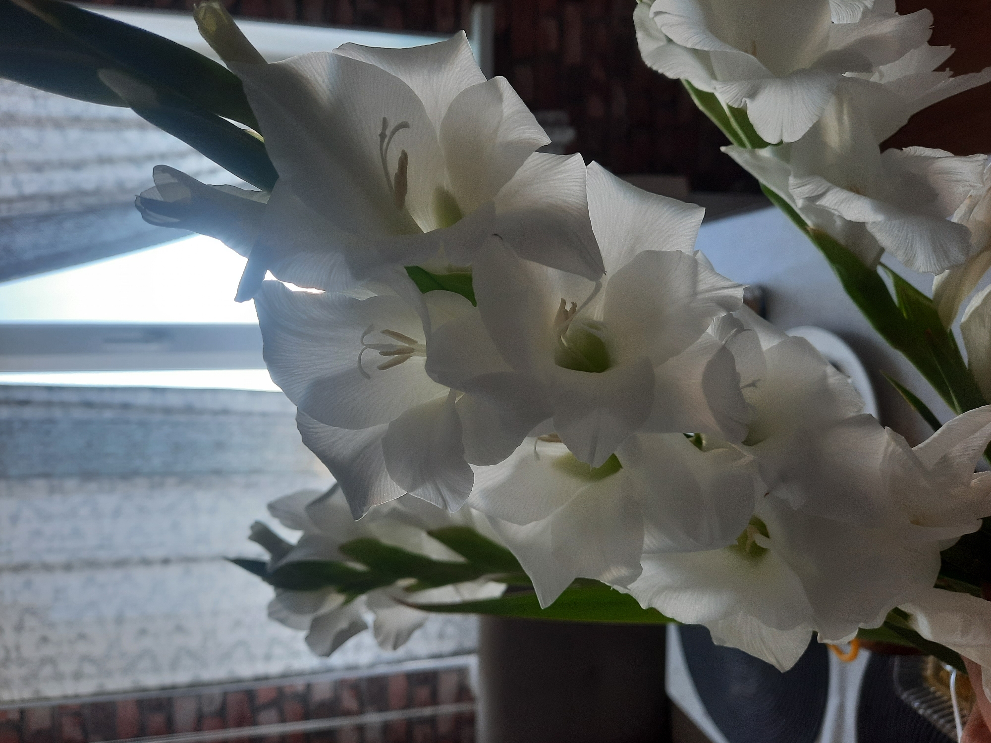 The image displays a close-up of several white gladiolus flowers in a vase. The flowers are in various stages of bloom, with delicate petals that are translucent due to the backlighting from a window. The background consists of sheer white curtains, a window, and a brick wall. A sofa is partially visible in the left background. The gladiolus stalks are a vibrant green. The scene appears to be indoors, in a domestic setting. There are no people or animals visible in the image. The lighting suggests it is daytime, possibly late afternoon. The setting is not specifically indicative of Simferopol, Ukraine.