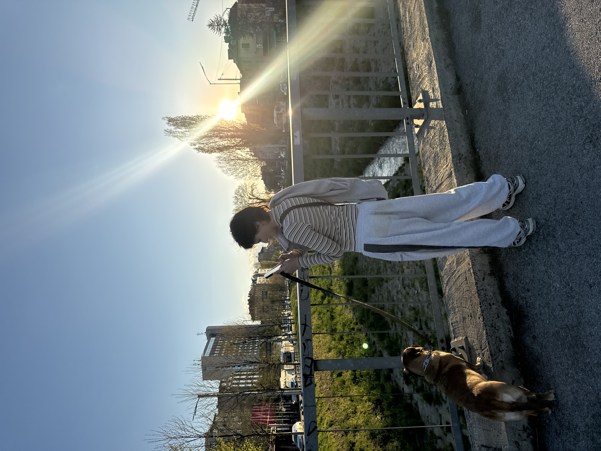 A person stands on a bridge, looking at a mobile phone. A dog stands next to the person on the bridge. The sun is shining brightly behind them, casting a glare. Buildings and trees are visible in the background. The scene is captured on a sunny day in Sofia, Bulgaria. A river is visible through the bridge railing. The person is wearing a striped shirt and gray sweatpants. The dog is brown and has a leash attached.