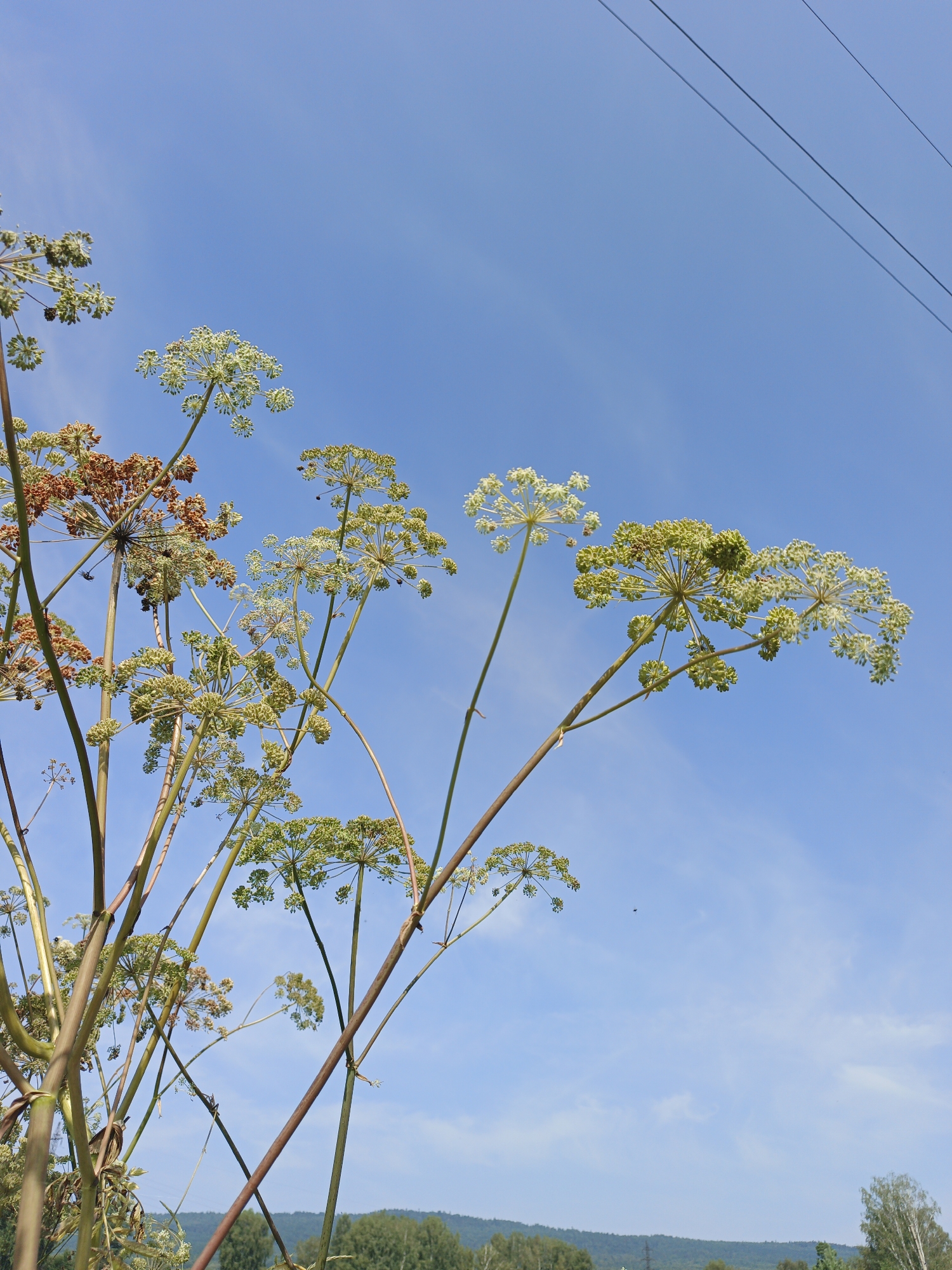The image captures a low-angle view of tall, flowering plants with white and greenish-yellow umbel-shaped blossoms against a bright blue sky. Some of the flowers are brown, indicating they have gone to seed. Thin branches extend upwards, supporting these flower clusters. Power lines are visible in the upper right corner of the frame, stretching diagonally across the sky. In the distance, a line of green trees and rolling hills forms the horizon. The scene appears to be set in a natural or semi-natural area, possibly on the outskirts of a settlement. The photo was taken in Urtiushka, Russia.