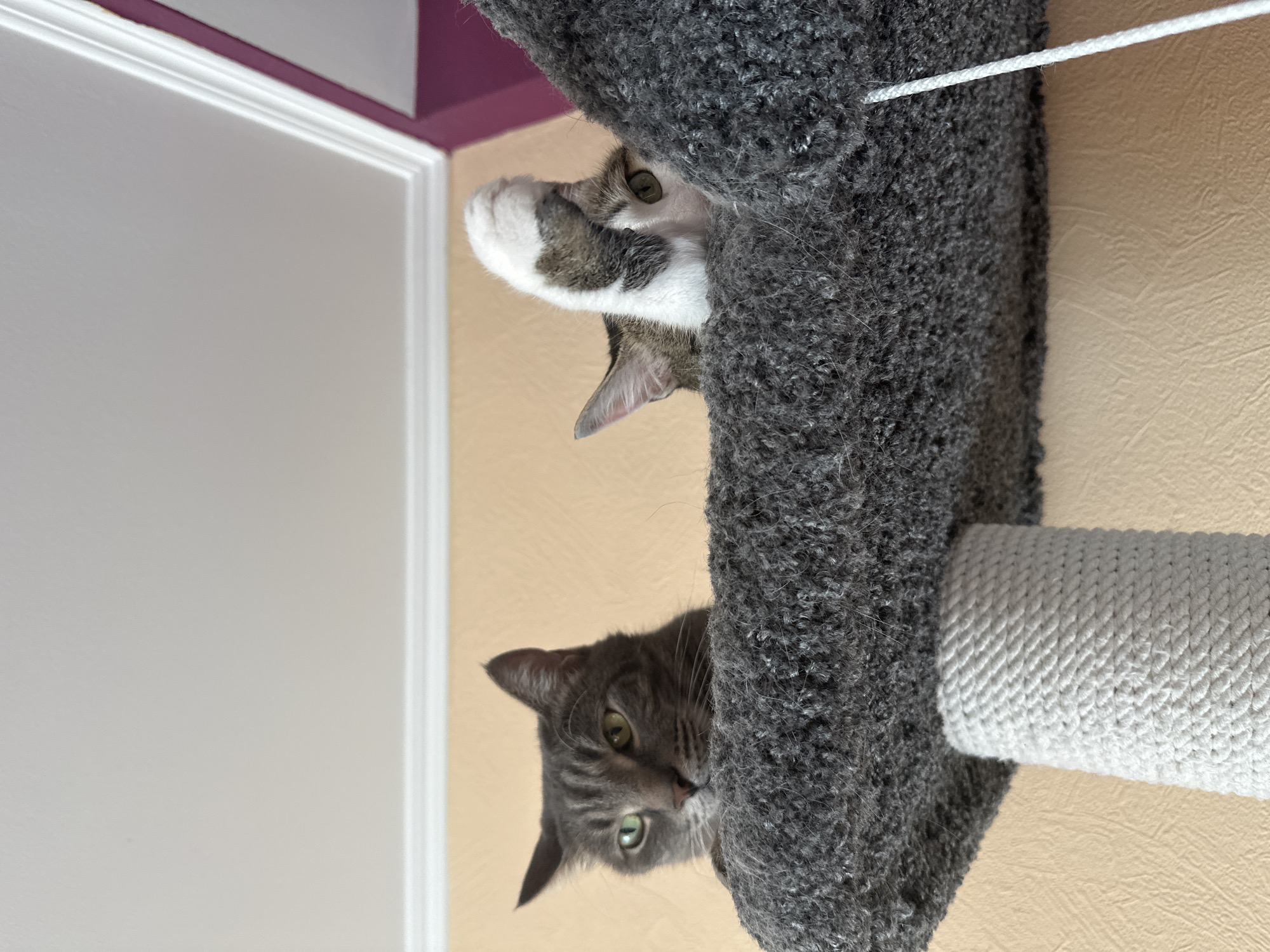Two cats are positioned on a cat tree. The lower cat is a grey tabby, with green eyes, looking directly at the camera. The upper cat is white and grey. The cat tree is grey and wrapped with white rope. The background consists of a beige wall and white door frame with a purple accent.