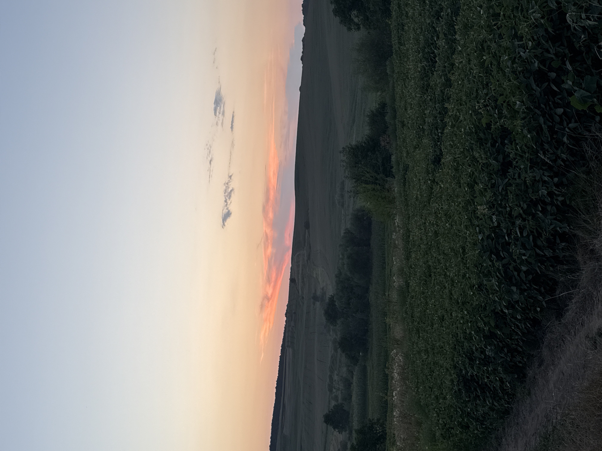An outdoor, eye-level, vertical shot captures a serene landscape at dusk. The sky transitions from a pale blue at the top to soft hues of pink and orange near the horizon, illuminated by a sunset. Wispy clouds are scattered across the sky. Below, rolling hills are covered in dark green vegetation, with some fields appearing to be cultivated. A line of trees forms a dark band across the midground. In the foreground, a dense field of low-lying green plants, possibly crops, dominates the lower portion of the image. A dirt path or track is visible on the left side of the foreground. The overall atmosphere is peaceful and natural.