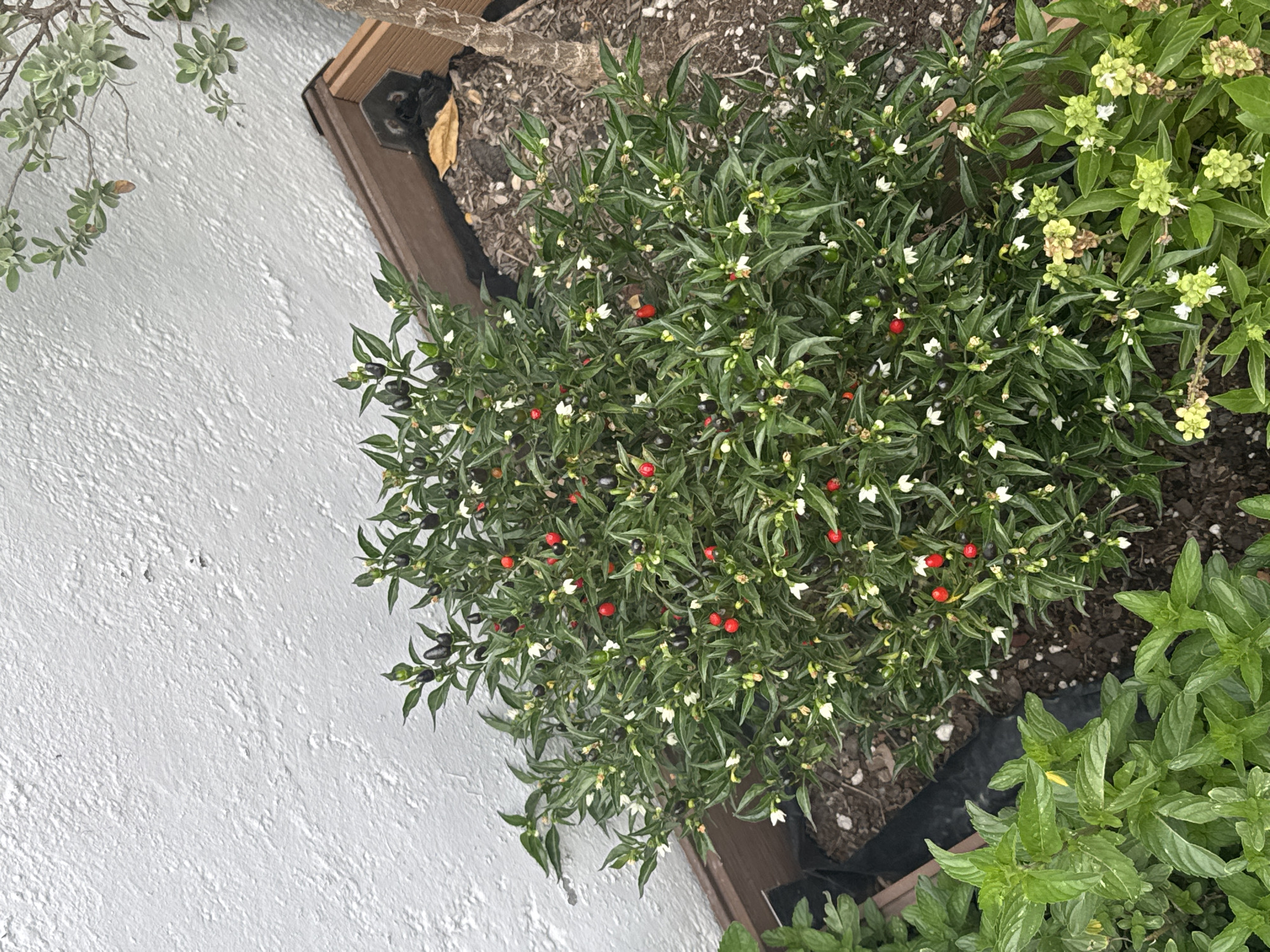 The image shows a plant in a pot, viewed from above. The plant has green leaves, small white flowers, and small round peppers that are red, green, and black. Other plants are visible in the image. The pot is next to a grey wall, and part of a wooden structure is also visible. The location is likely a residential or garden area, but no specific details confirm it is in San Bernardino Tlaxcalancingo, Mexico. No people or interactions are depicted.