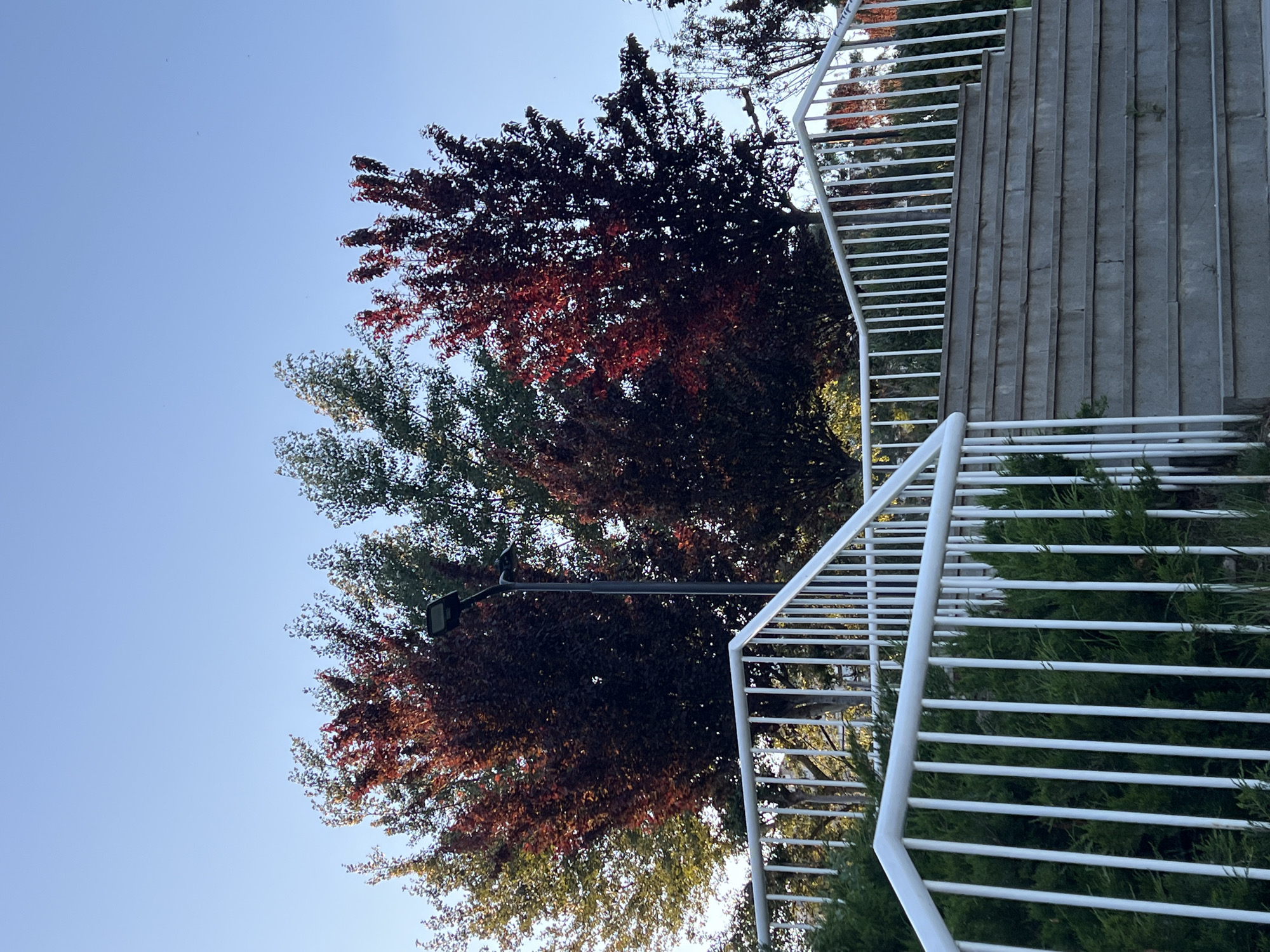 The image shows a view in Tbilisi, Georgia, featuring a set of outdoor concrete stairs with white metal railings. A tree with red and green foliage is visible next to the stairs, partially obscuring a black lamp post. The sky is a clear blue.