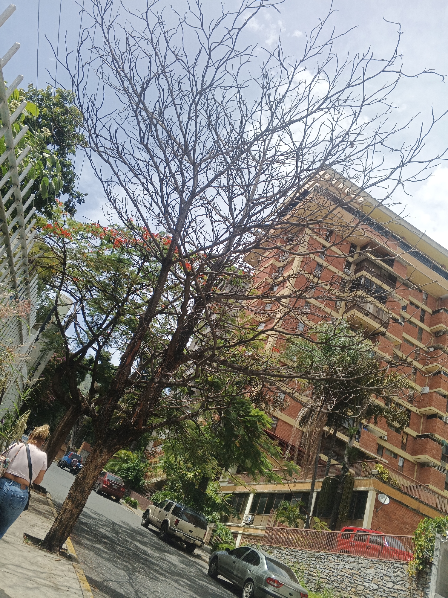 The image depicts a street scene in Caracas, Venezuela, on a sunny day with scattered clouds. A woman wearing a light-colored crop top and blue jeans walks along a sidewalk, carrying a patterned bag over her shoulder. She is the primary human subject in the frame, moving away from the viewer.
The setting is urban, with a multi-story brick building featuring numerous balconies and windows dominating the background. The building is a prominent architectural element. In the foreground, a large tree with bare branches and some developing green foliage occupies a significant portion of the image. Nearby, another tree with vibrant red flowers adds a splash of color to the scene.
Several vehicles are visible on the asphalt road, including a light-colored SUV, a dark sedan, a red van, and two motorcycles further up the street. The road curves and appears to be on an incline. A white metal fence runs along the left side of the sidewalk, partially obscuring some greenery. A stone wall separates the road from a lower area to the right, where more vegetation grows.
The time of day appears to be midday, given the bright sunlight and shadows cast on the road. The weather seems pleasant, with a clear sky indicating good visibility. The overall impression is of a typical day in a residential or mixed-use area of Caracas, with everyday life unfolding on the street. There is no visible text in the image.