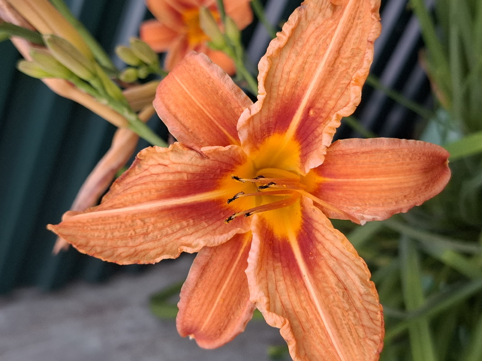 This is a close-up, eye-level, outdoor, nature photograph of a vibrant orange daylily in bloom. The flower is the primary subject, filling most of the frame. Its six petals are a warm, bright orange, with streaks of a deeper reddish-orange radiating from the center. The petals have a slightly ruffled edge and visible texture. In the center of the flower, dark stamens are visible.
Behind the main flower, out of focus, is another orange daylily, suggesting a garden or a patch of wild daylilies. To the left of the main flower, a stem with several unopened green buds and some leaf-like structures is also visible, slightly blurred. The background is a mix of muted colors and textures. A dark green, textured surface, possibly a fence or foliage, is present on the left and top right. A lighter, out-of-focus ground surface, appearing like gravel or pavement, is at the bottom.
The lighting suggests it is daytime, likely with bright sunlight illuminating the flower. There are no people or animals visible. The focus is sharp on the central flower, drawing the viewer's attention to its intricate details and bold color. The overall mood is cheerful and natural, highlighting the beauty of the flower. No text is visible in the image.