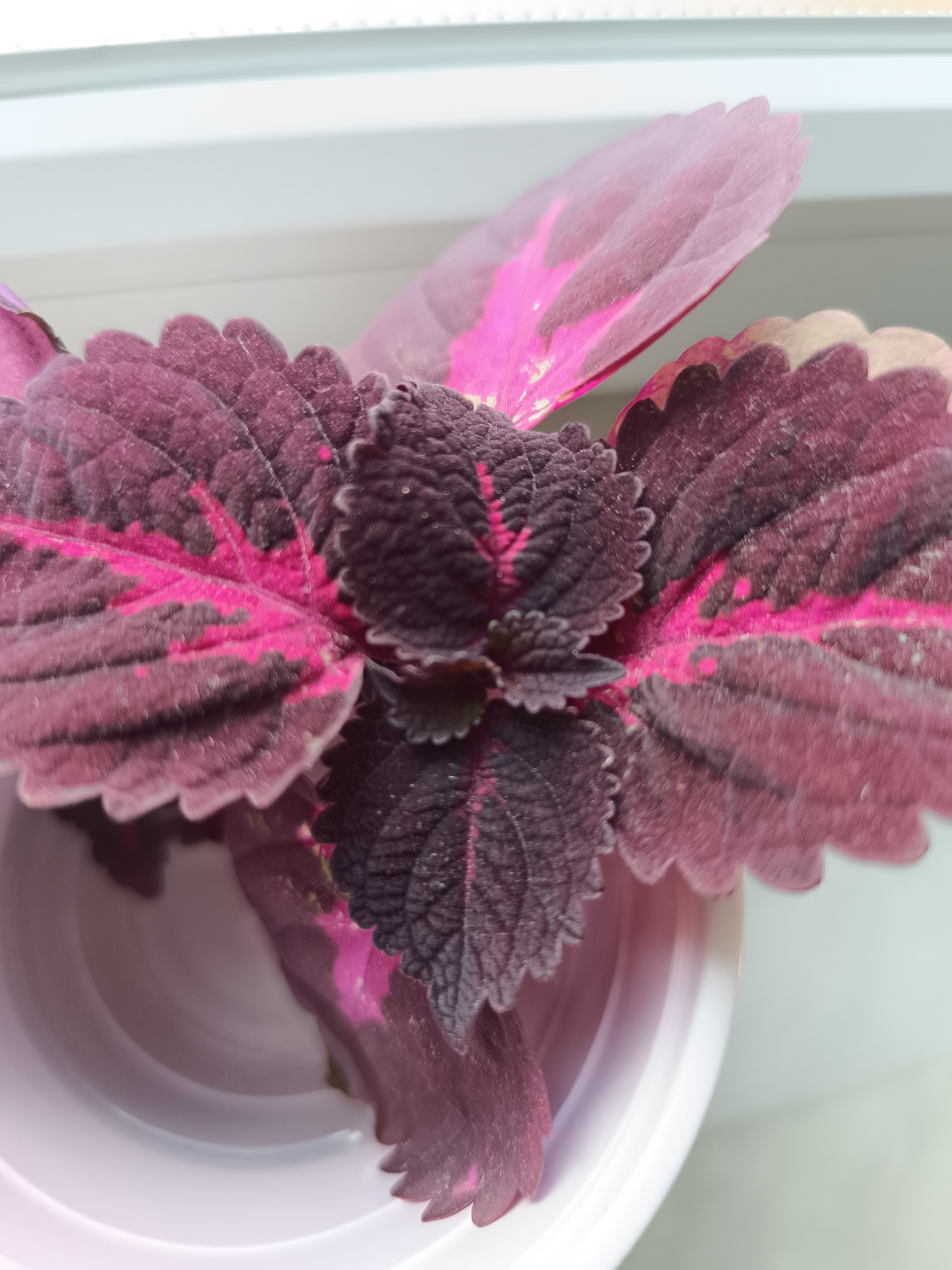 The image shows a close-up view of a potted plant with dark purple and bright pink leaves. The plant is in a white pot, and it appears to be placed near a window. The lighting suggests it is daytime, and the leaves are illuminated from above. The overall scene is indoor, with a bright, possibly white or light-colored surface visible in the background above the plant. There is no indication of any specific location in Olsztyn, Poland.