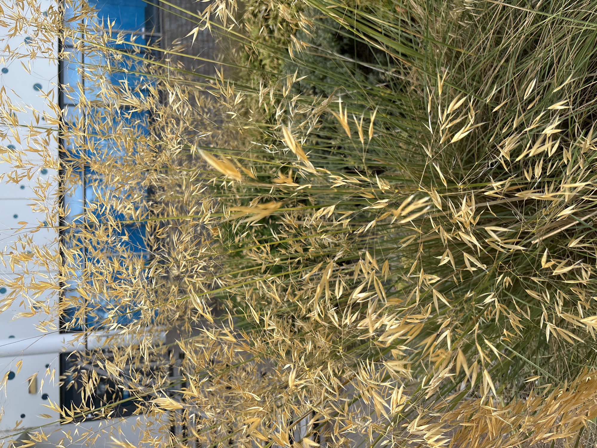 A close-up, vertical shot focuses on a cluster of dry, golden grasses that fill the foreground and mid-ground. The grasses are tall and feathery, with many individual seed heads catching the light. Behind the grasses, a blurred background reveals a modern building with large, blue-tinted windows and white facade. The scene appears to be outdoors, possibly in an urban environment given the architectural elements. No people are visible in the image.