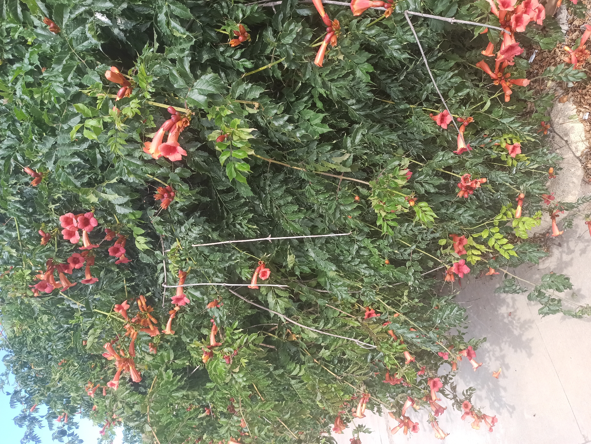 A dense, green bush laden with trumpet-shaped, salmon-orange flowers is seen against a bright blue sky. The bush is partially obscuring a light-colored paved surface, possibly a sidewalk, on the lower left side of the image. Some of the flowers hang downwards, while others point upwards and outwards. The foliage is lush and varied in shades of green. Two thin, white strings are visible, crossing through the upper part of the bush. The image appears to be a close-up of the flowering bush, with no people or animals present. The overall impression is that of a vibrant, overgrown plant.
