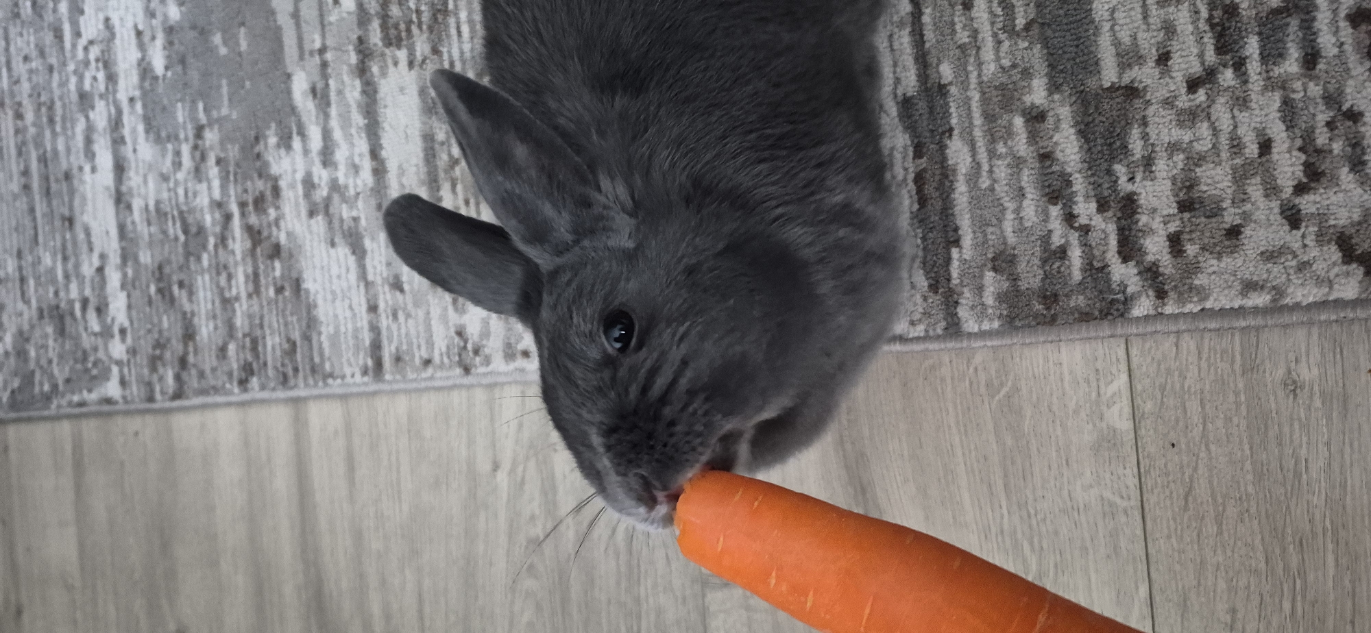 An extreme close-up shot shows a grey rabbit eating a carrot. The rabbit's head is to the left of the frame, and its mouth is on the right side of the orange carrot, which takes up the left third of the image. The rabbit's eye is dark and appears to be looking forward. Its ears are upright. The rabbit is on a textured grey and white rug, which is partially visible in the lower right portion of the image. To the left of the rug is a light-colored wood floor. The background is blurred. The image appears to have been taken indoors in Ussurijsk, Russia.