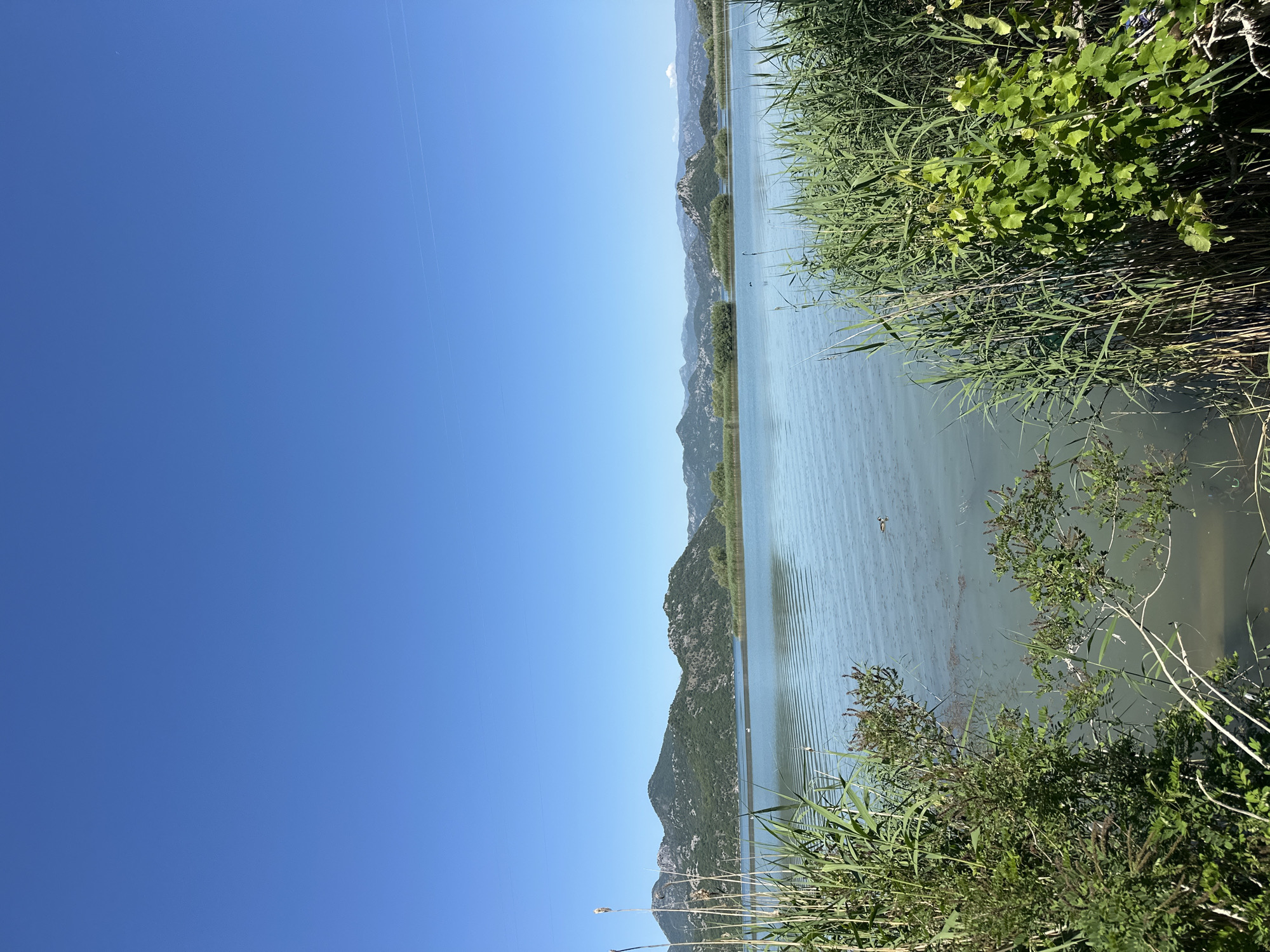 The image depicts a view of Lake Skadar in Vranjina, Montenegro, under a clear blue sky. Mountains are visible in the distance across the lake. Reeds and various green plants line the shore on the right side of the frame. The lake appears calm with subtle ripples on its surface.