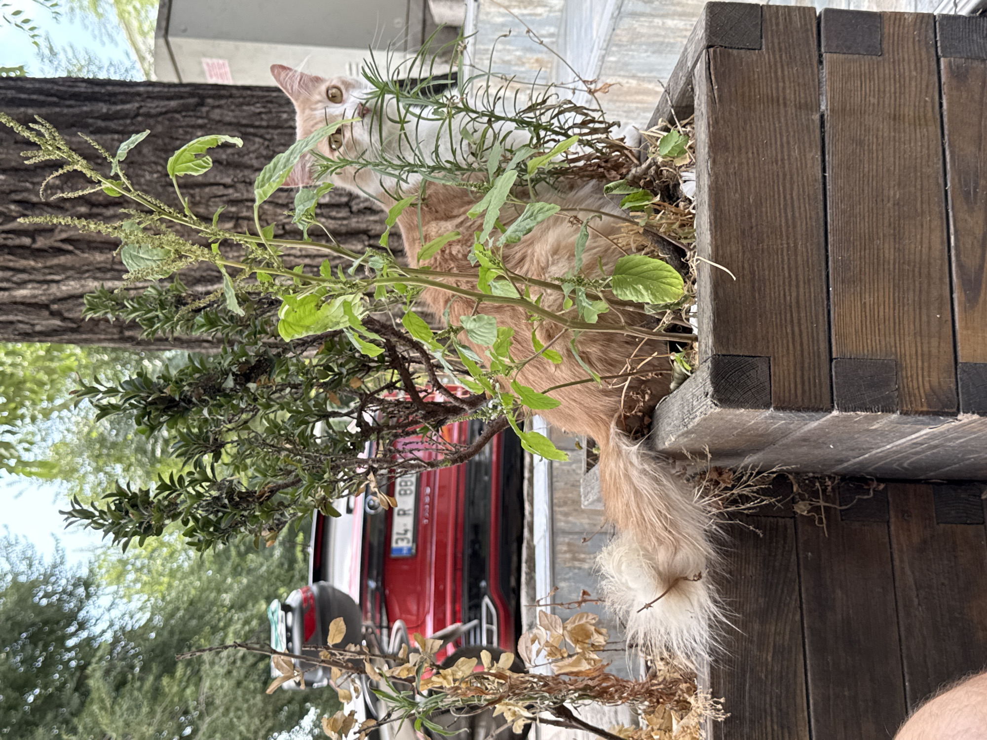 An orange and white cat with a bushy tail is peeking out from behind plants in a wooden planter. The cat's head is turned towards the camera, and its eyes are wide. The planter is located outdoors, and in the background, a red car is parked on a street. The overall scene appears to be in an urban setting, possibly a residential area. The cat is partially obscured by greenery, with its tail visible extending out of the planter. The image has a natural, candid feel, as if capturing a moment of the cat interacting with its environment.